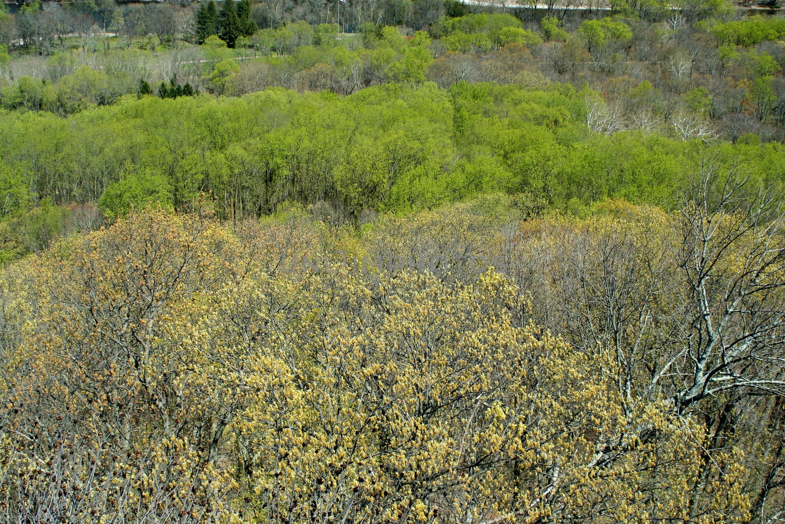 Top view of Spring tree tops