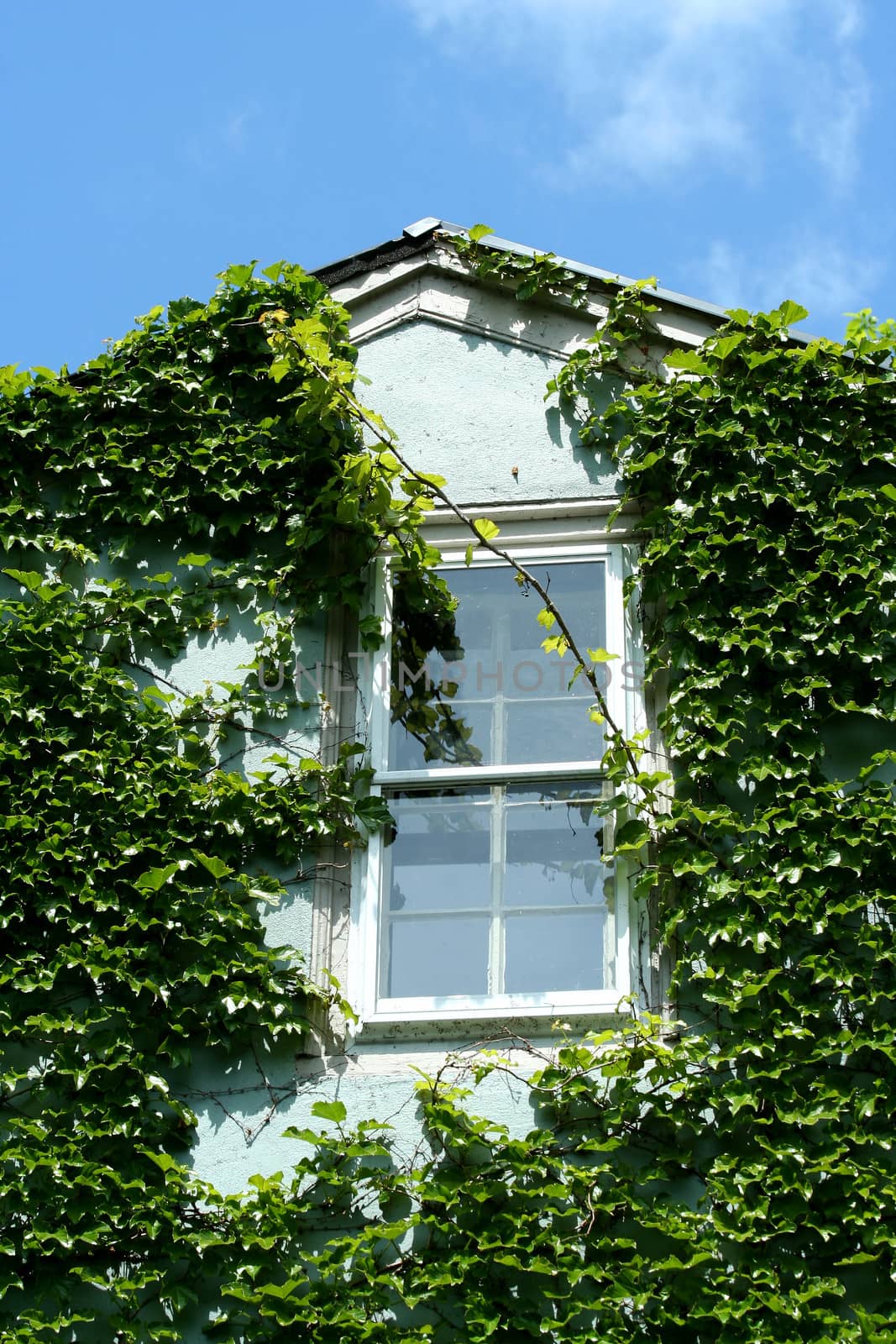 A Ivy covered building