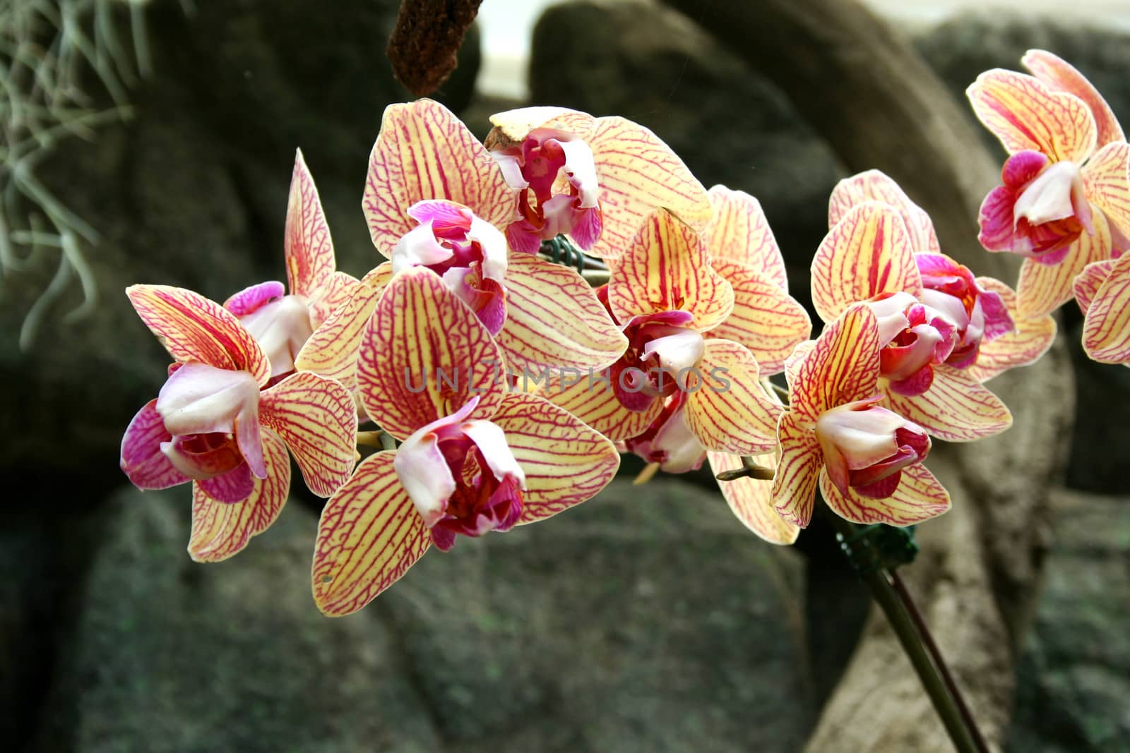 Orchids by njnightsky