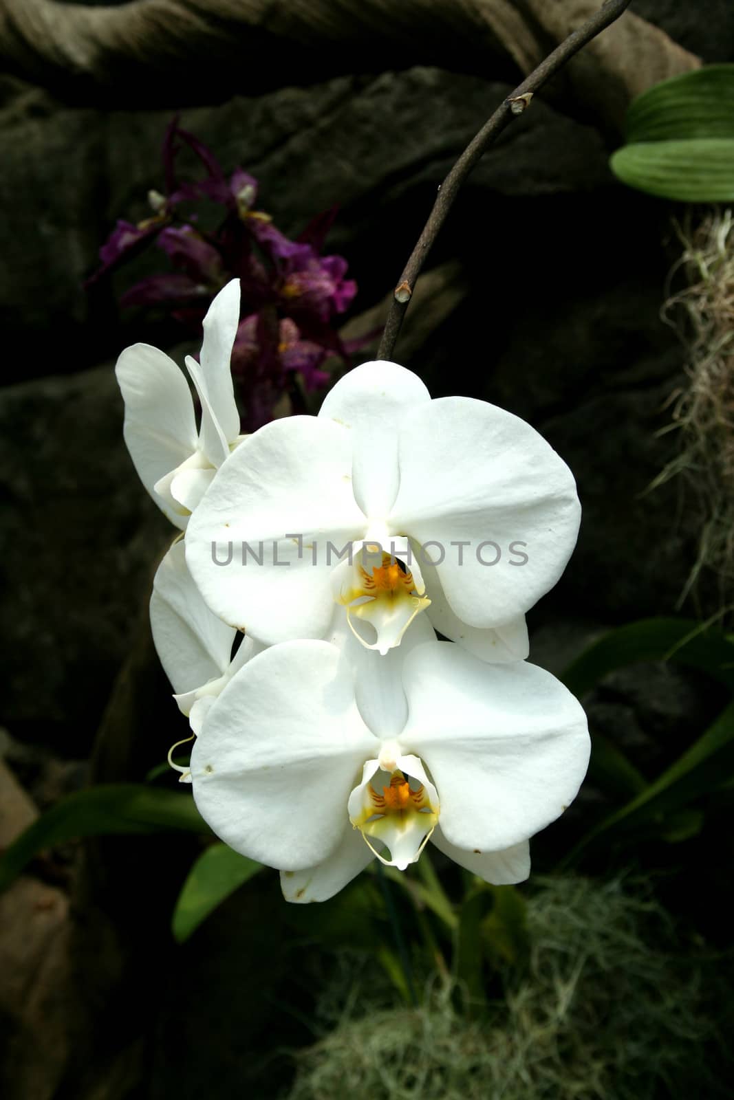 Colorful orchids close up image