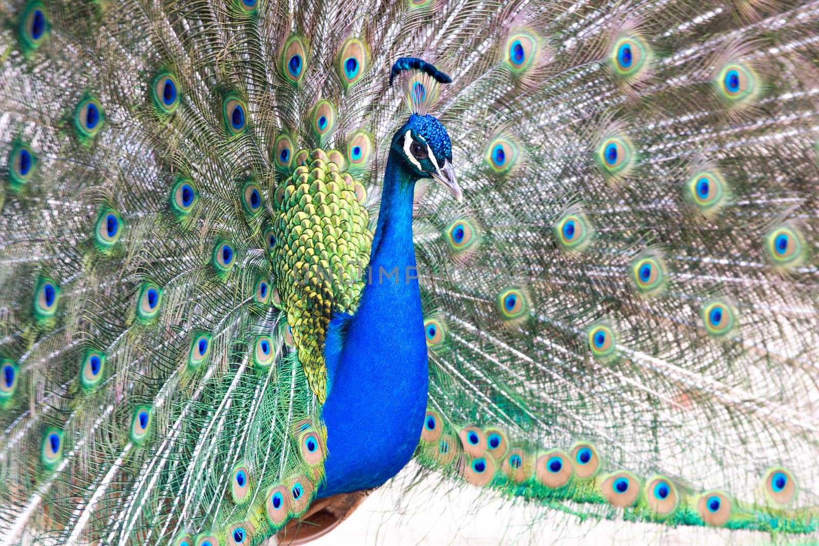Beautiful male peacock displaying the colourful feathers of its fanned out tail in a mating ritual. Photo taken with shallow depth of field.