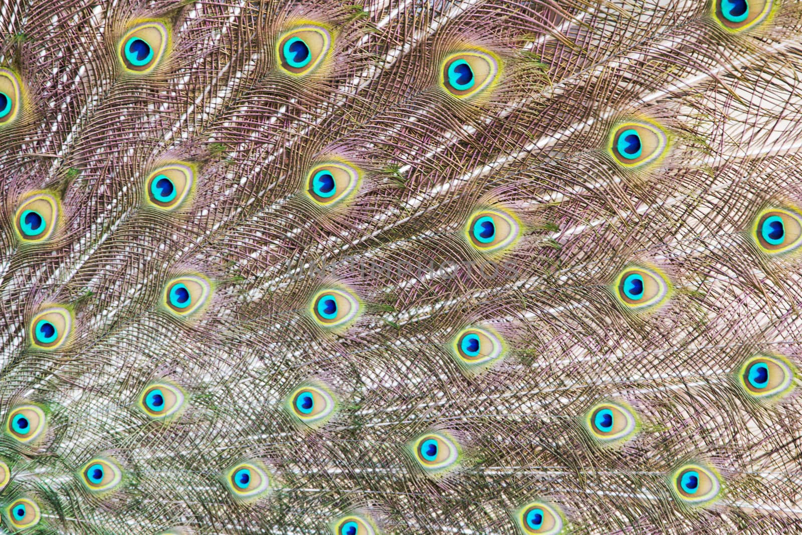 Closeup of a peacock tail with its colourful feathers fanned out.