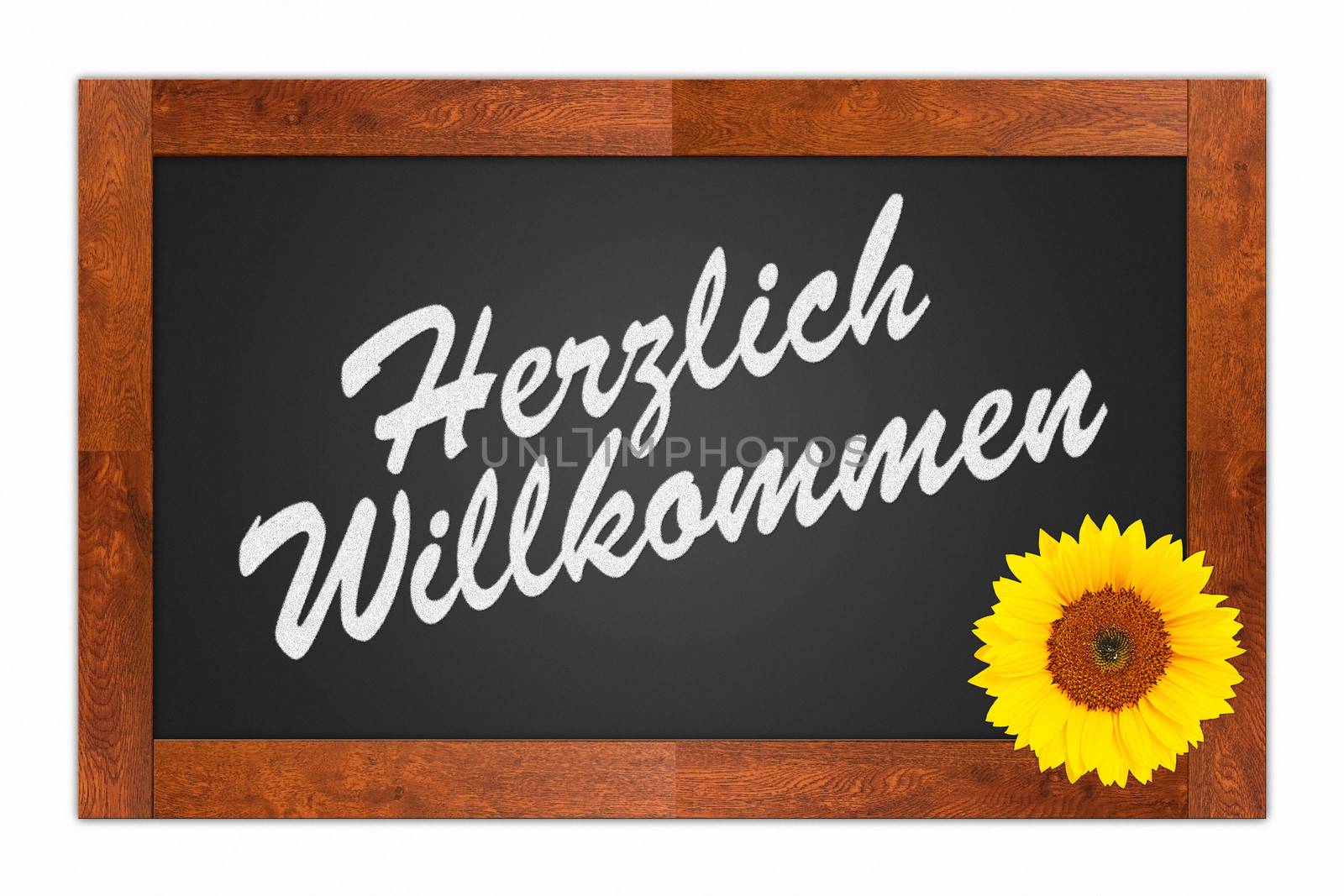"Herzlich Willkommen" (Welcome) written in chalk on a blank blackboard with sunflower on wooden frame, isolated on white background