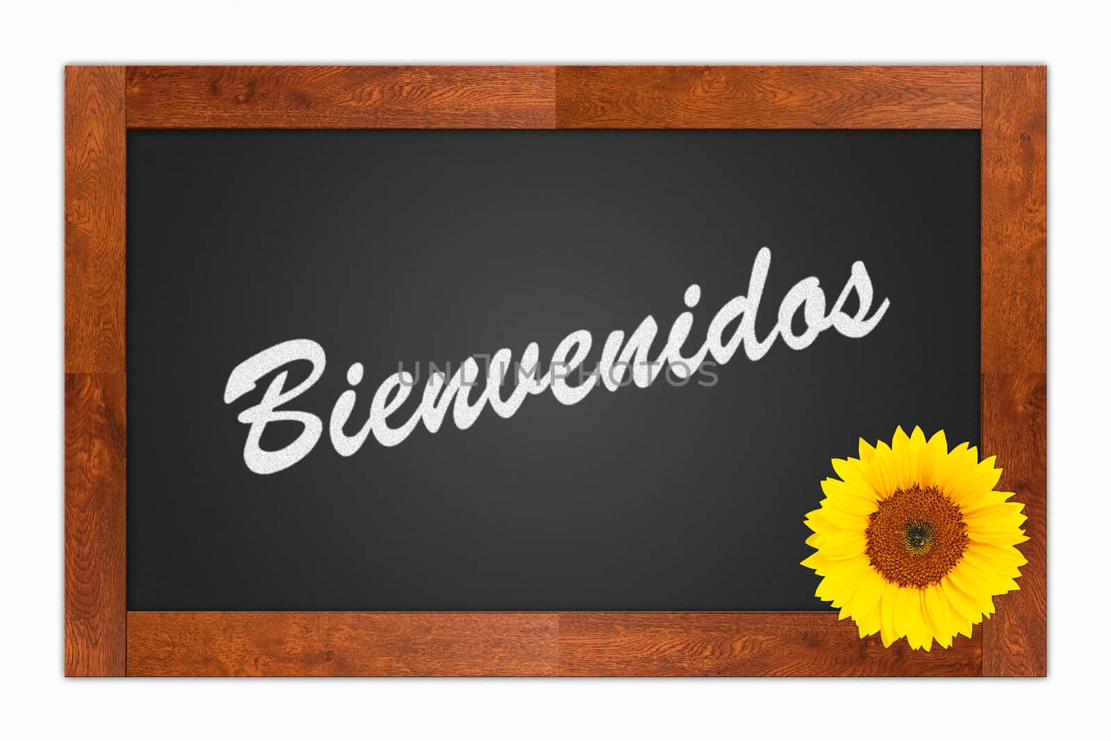 "Bienvenidos" (Welcome) written in chalk on a blank blackboard with sunflower on wooden frame, isolated on white background
