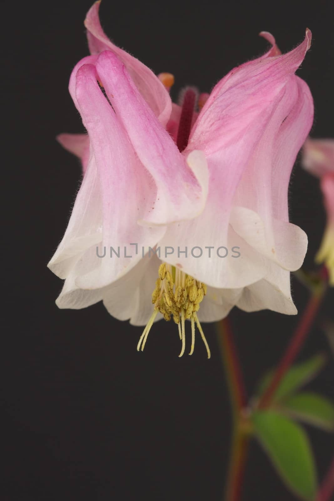 Aquilegia