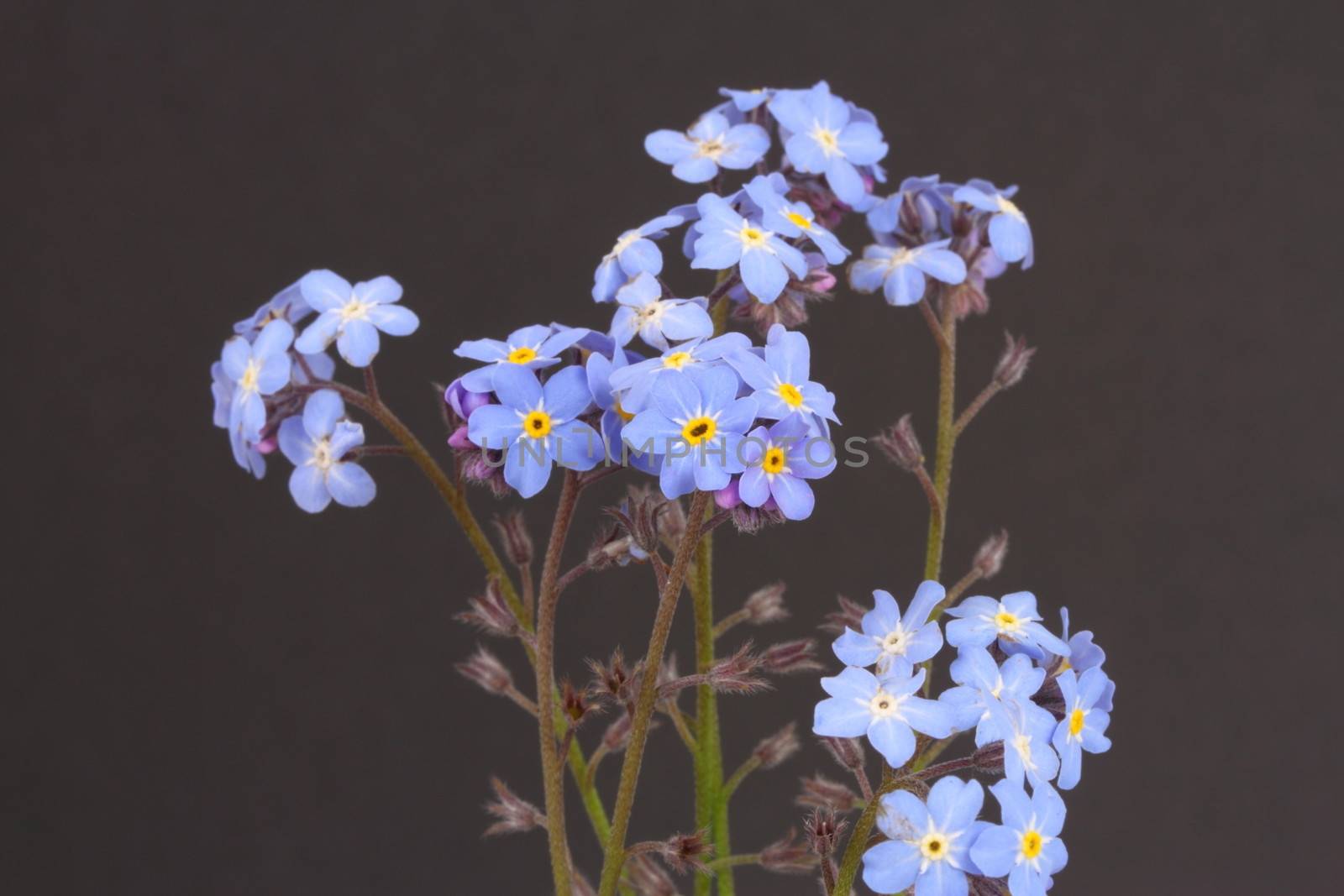 Forget me nots Myosotis