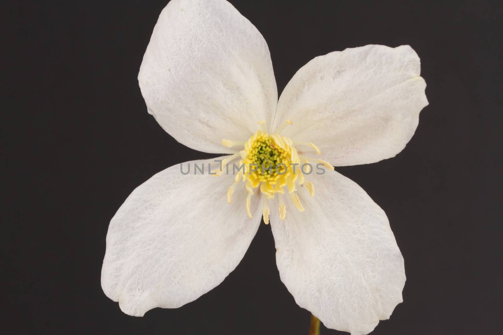 Clematis Montana Alba