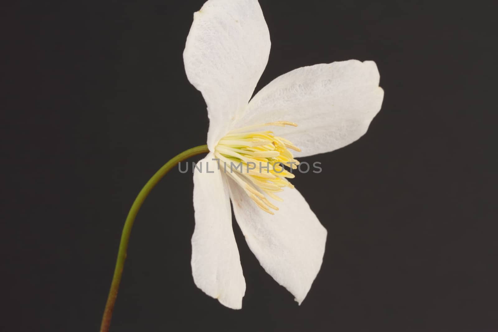Clematis Montana Alba