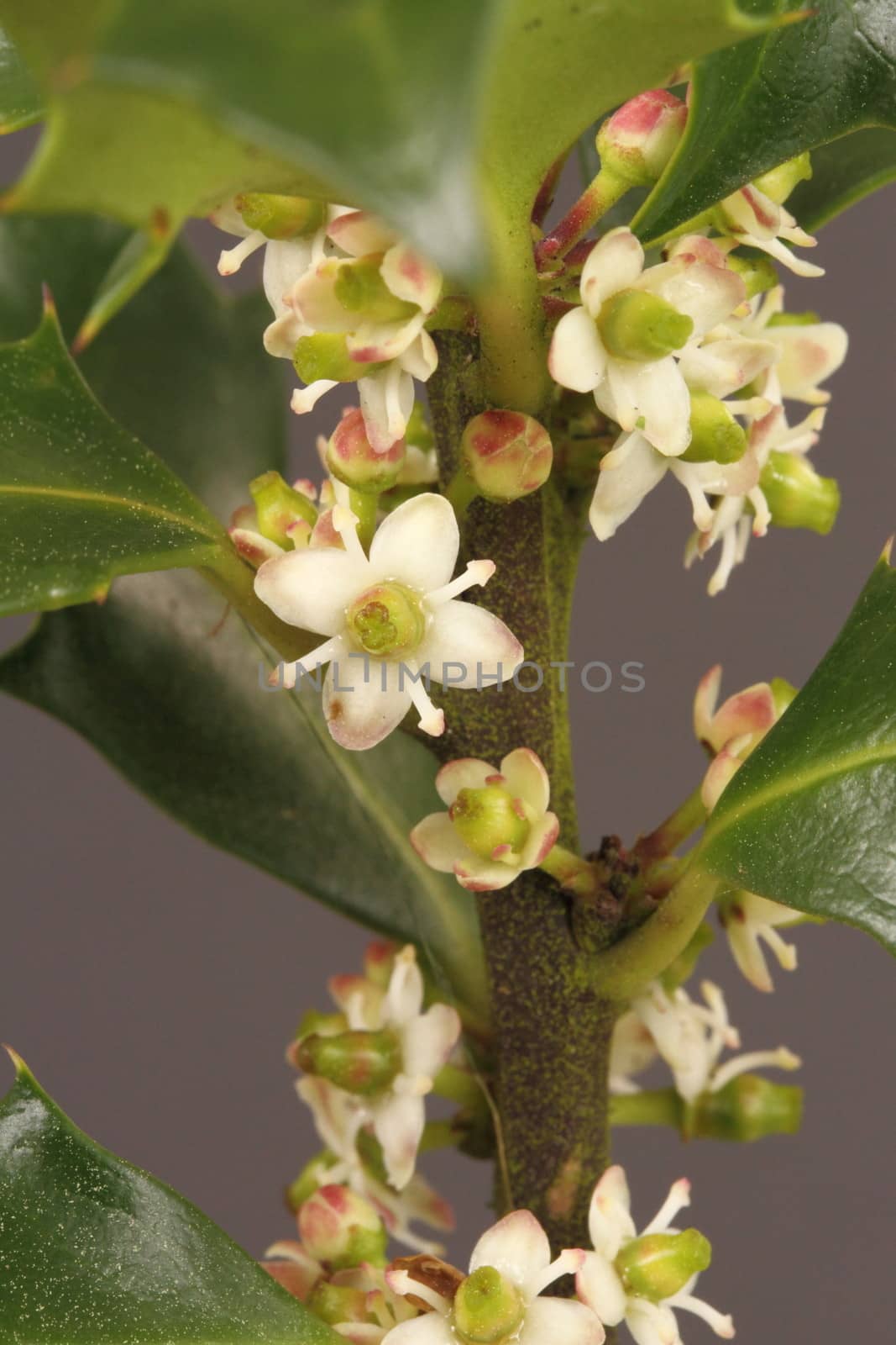 Holly leaves and flowers