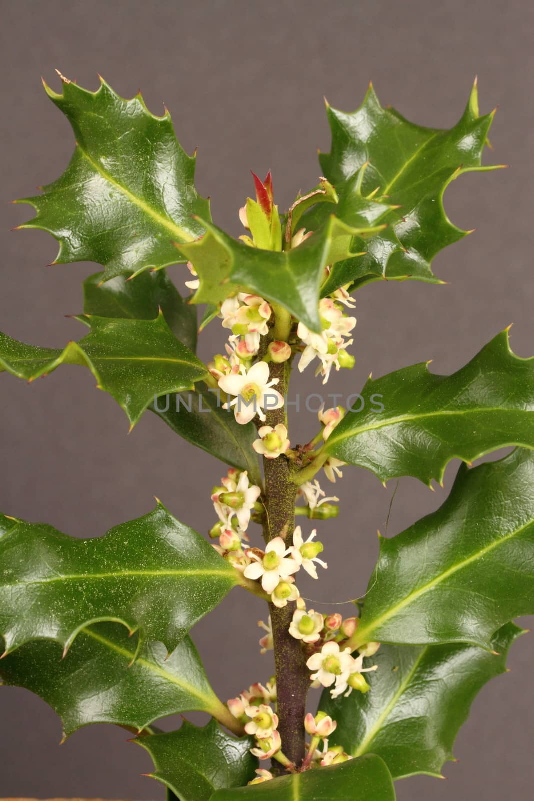 Holly leaves and flowers