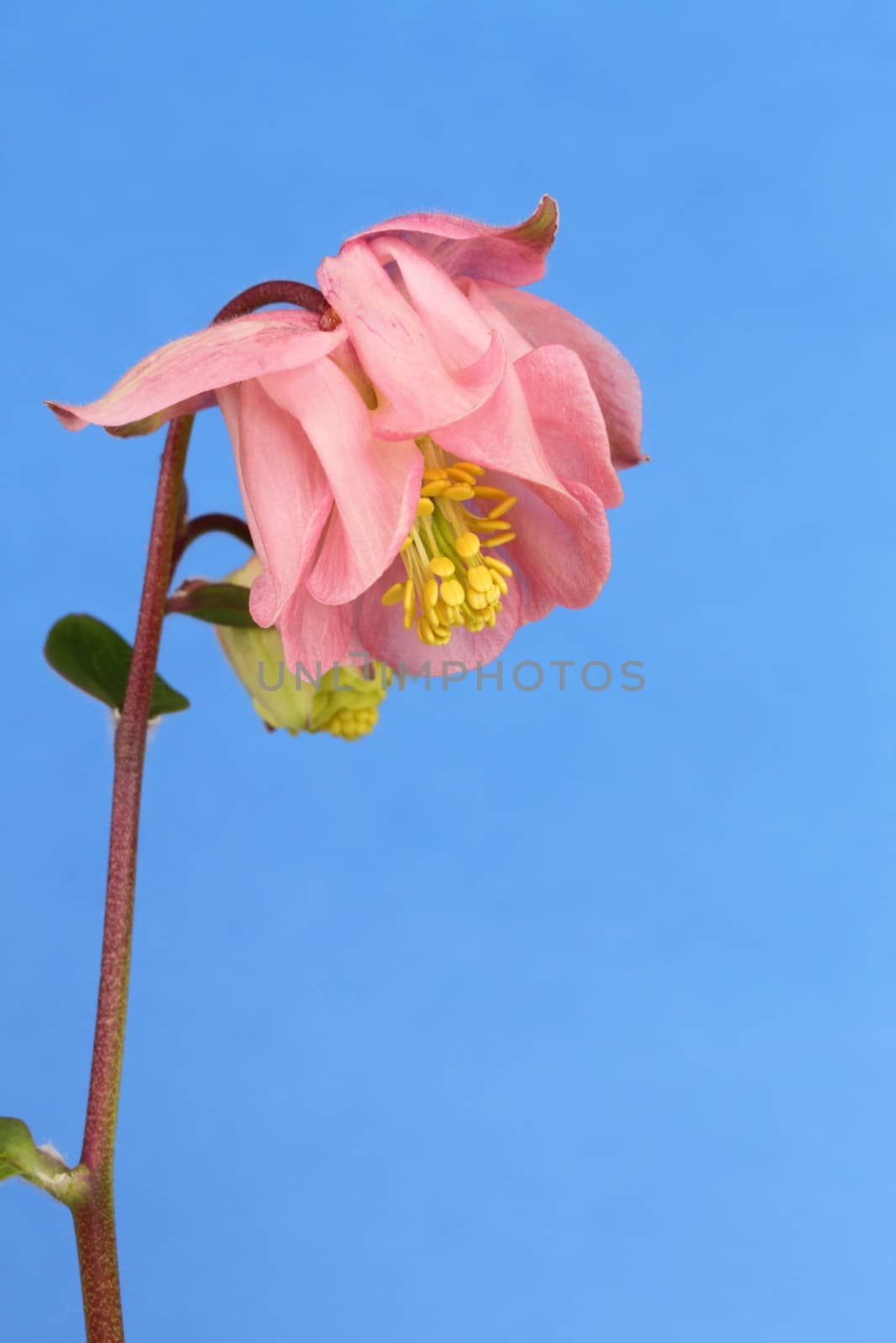 An Aquilegia flower on a bnlue background