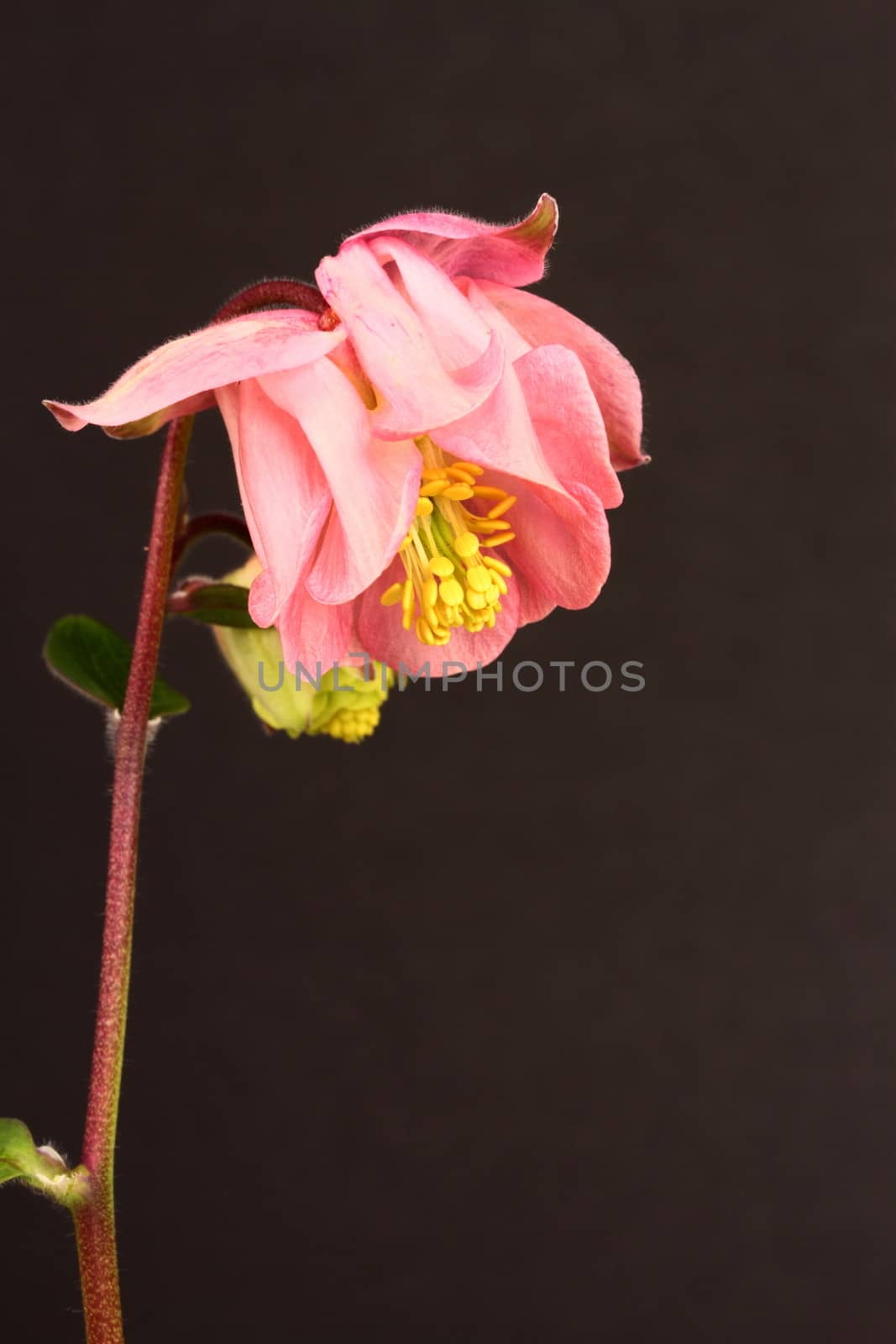 Aquilegia
