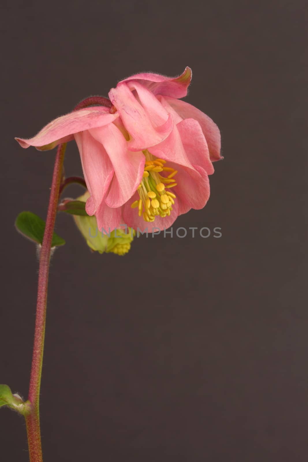 Aquilegia