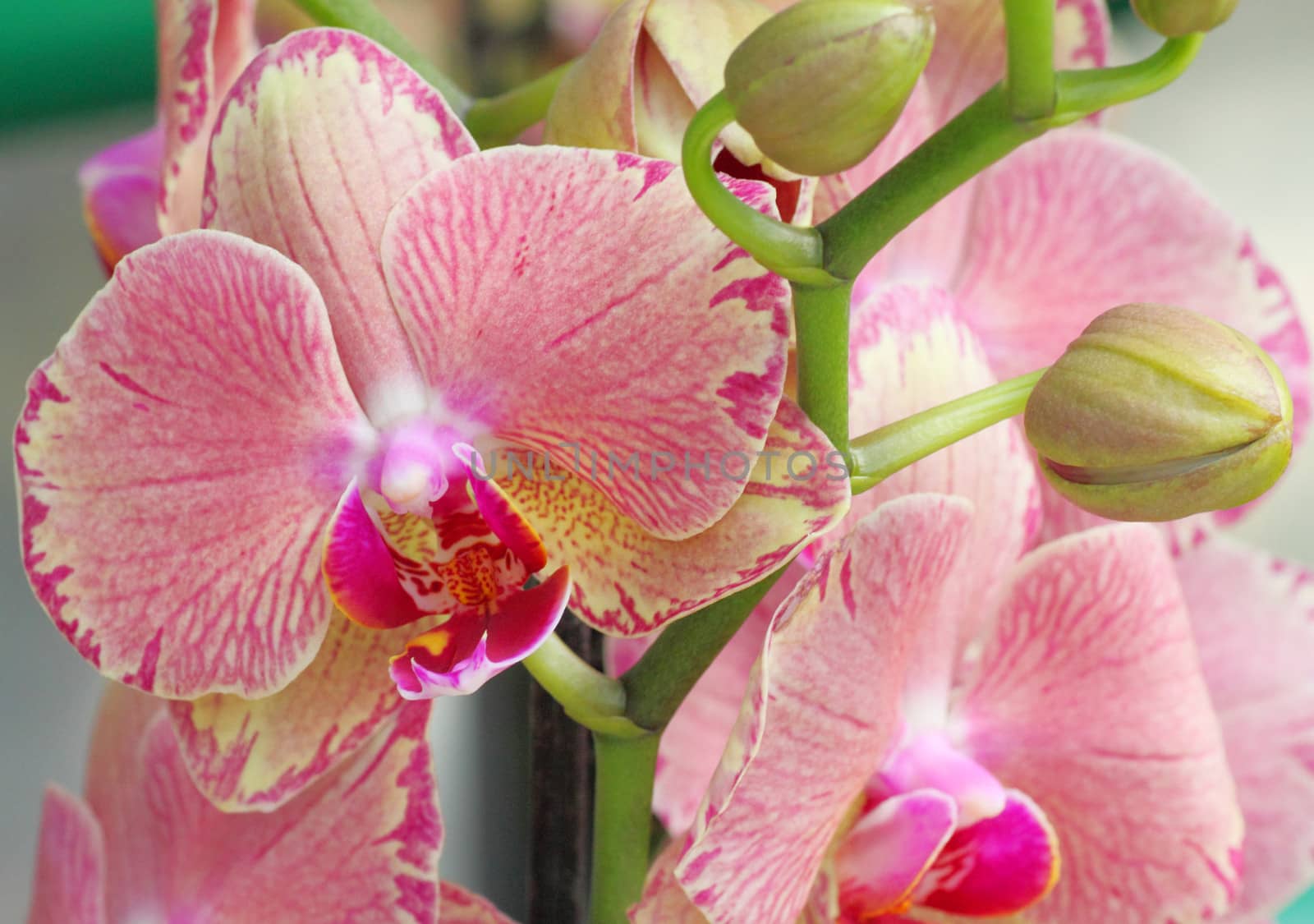 close up photo of orchid