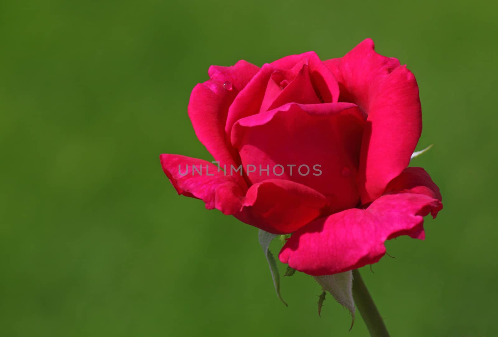 deep pink rose over green background