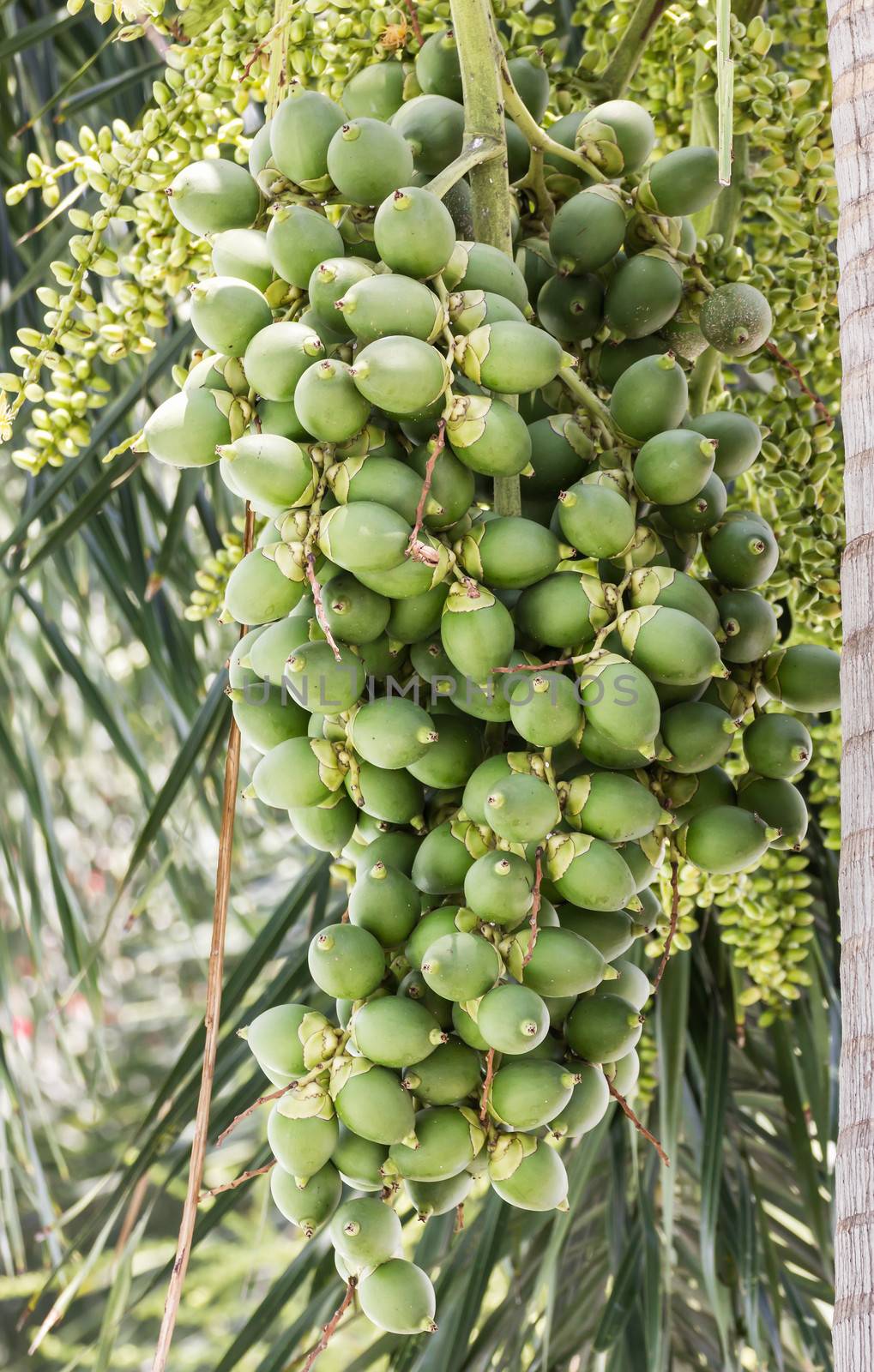 Are-ca Nut Palm tropical tree with green fruits in the nature