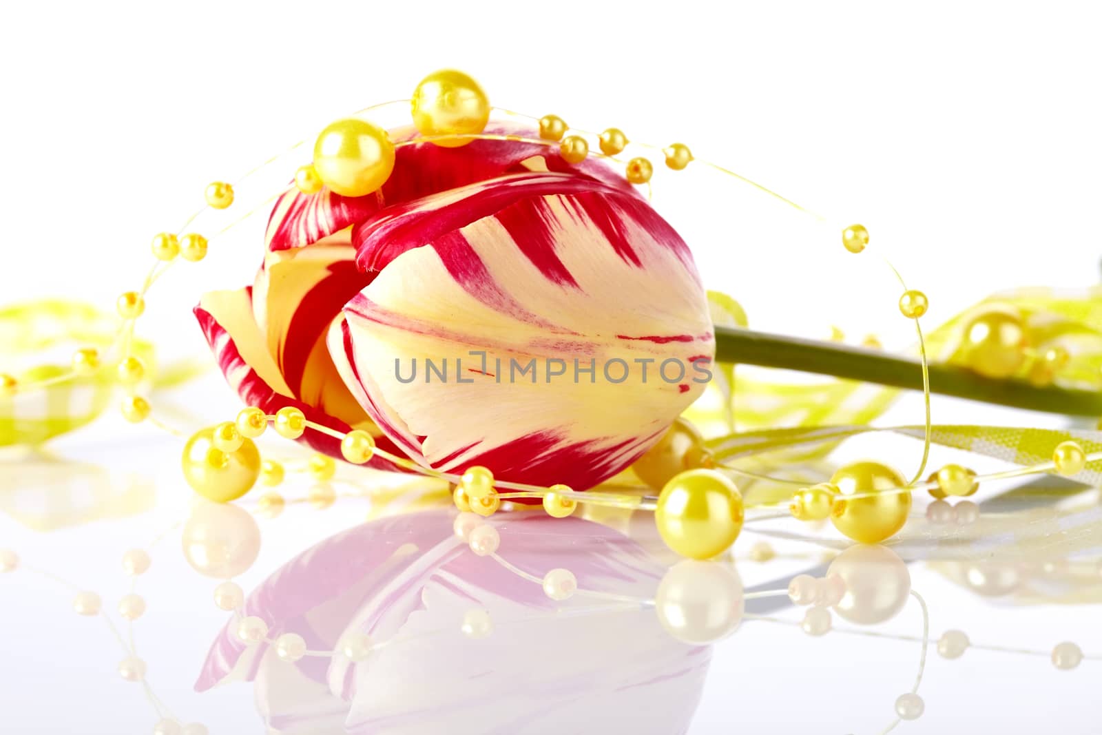 Tulip and yellow beads. Spring flower. Motley tulip. Red and yellow tulip. 