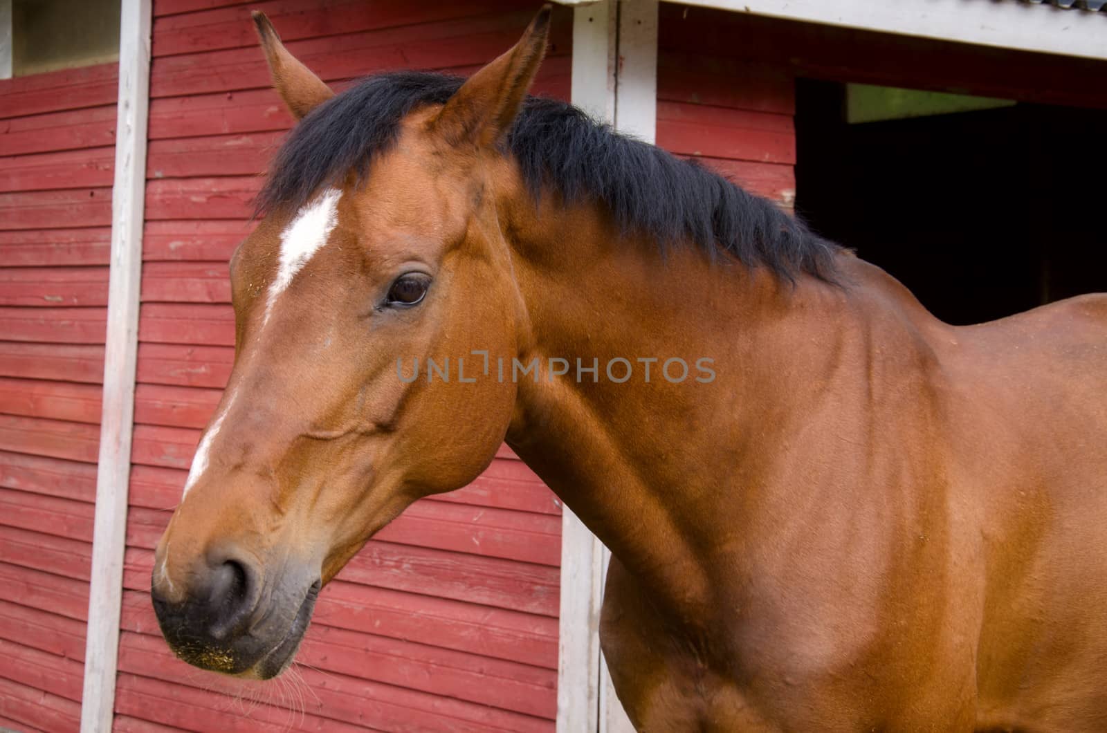 Horse standing in a corral.