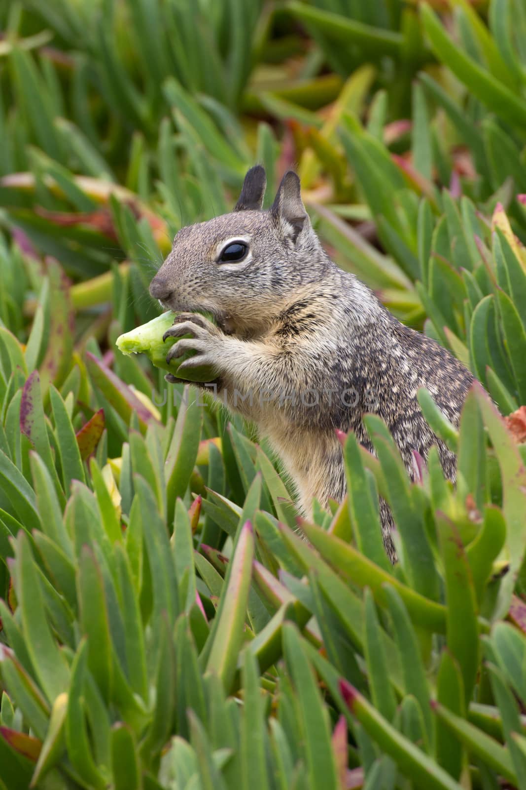 Close-up of Squirrel Eating