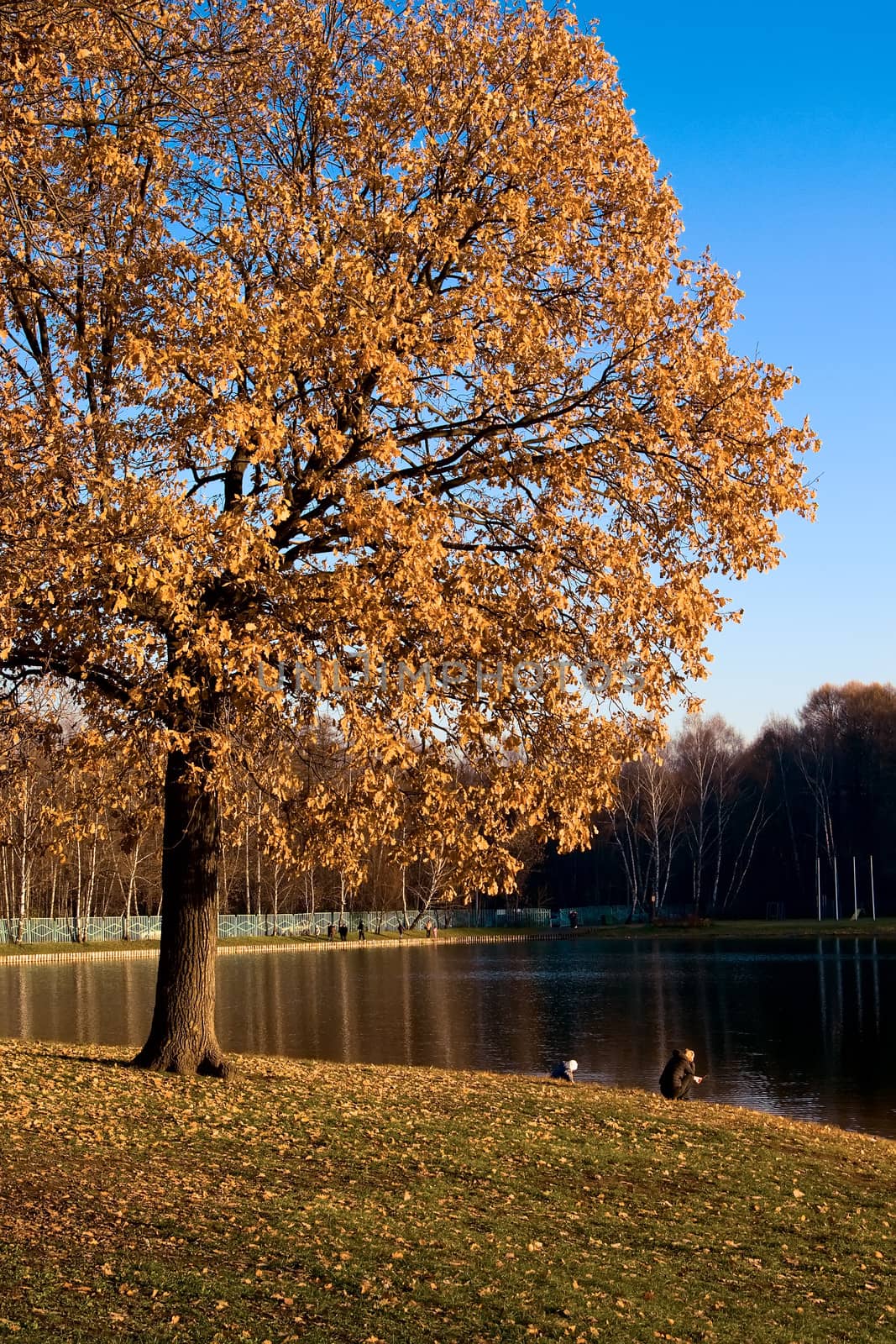 Autumn oak tree by the Putyaevsky pond 