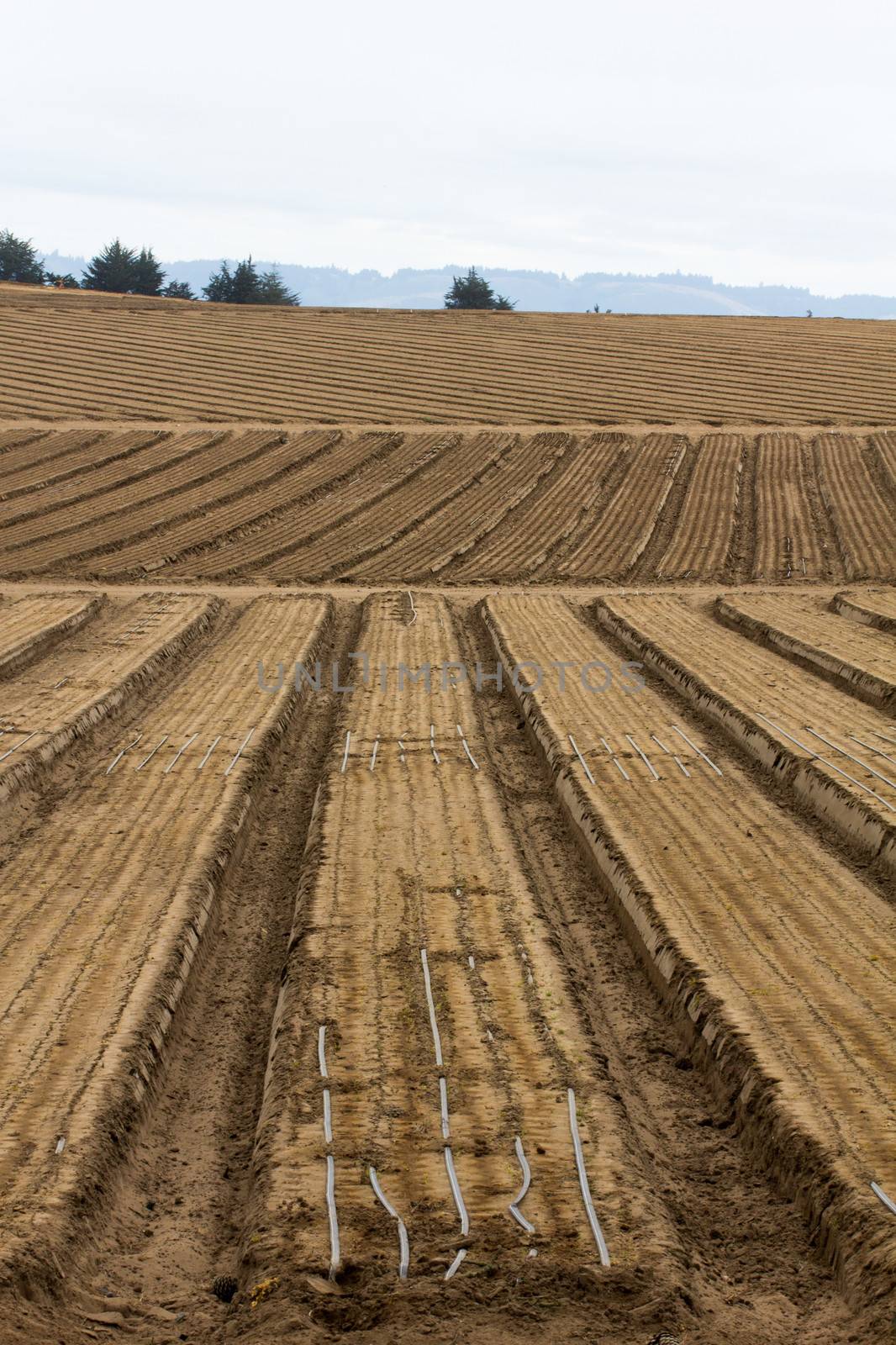 Cultivated Farm Land in Vertical on the California Central Coast