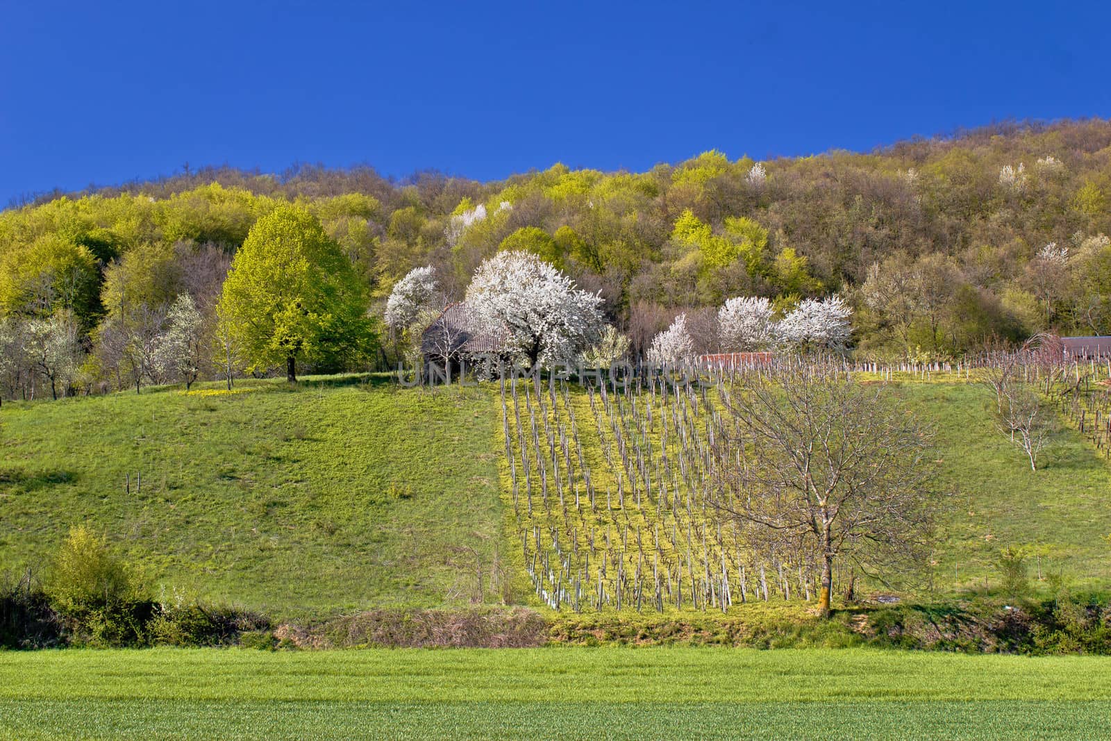 Idyllic springtime hill vineyard and nature by xbrchx