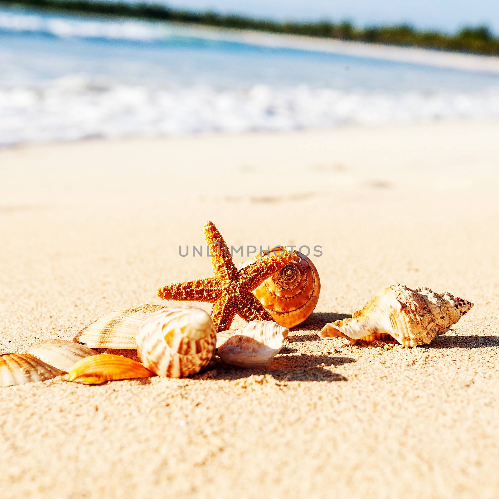 Starfish on the Beach by ventdusud