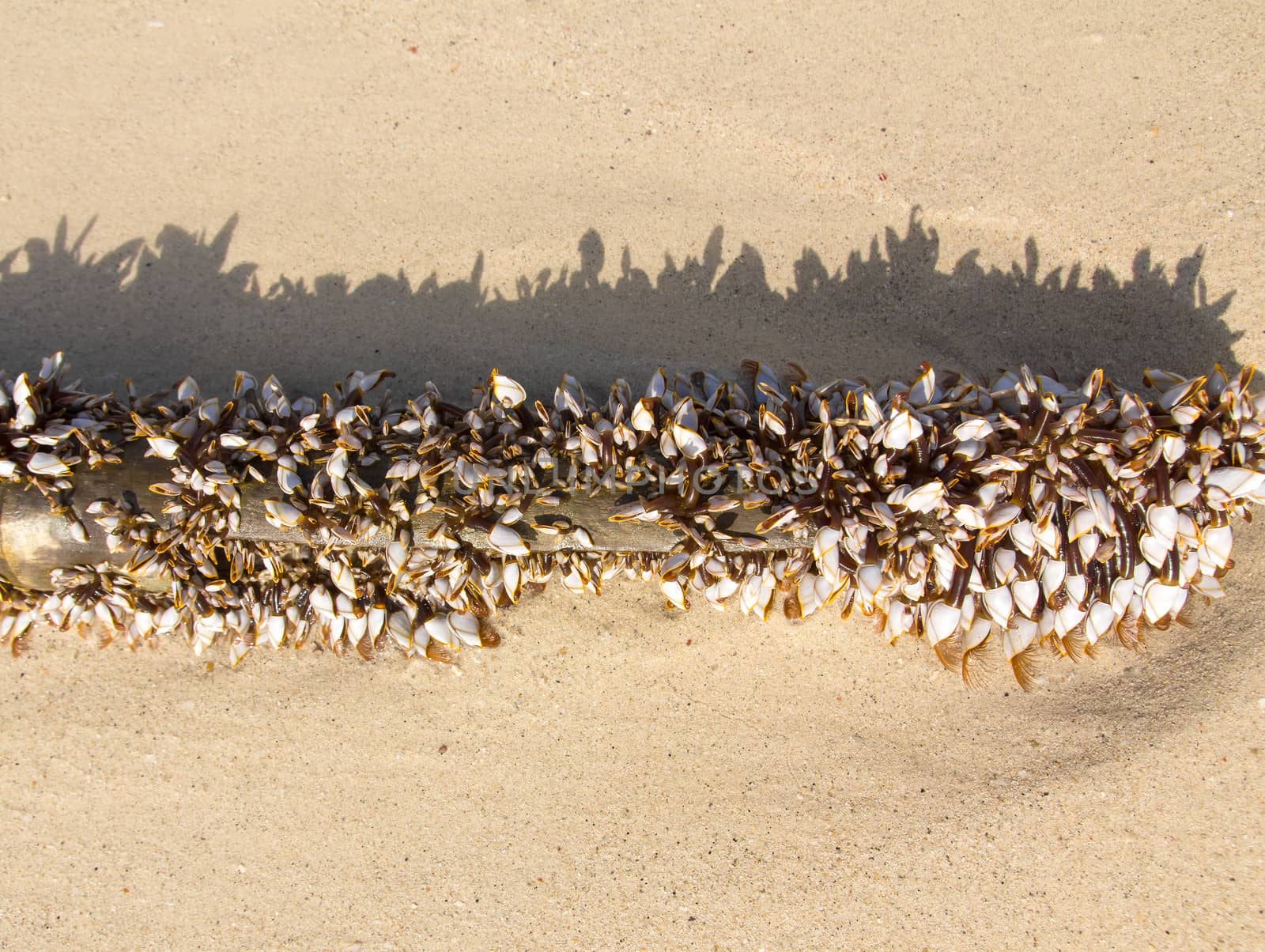 Image of Lepadid (Gooseneck Barnacles Lepas anatifera) on lumber in Koh Samui, Thailand.