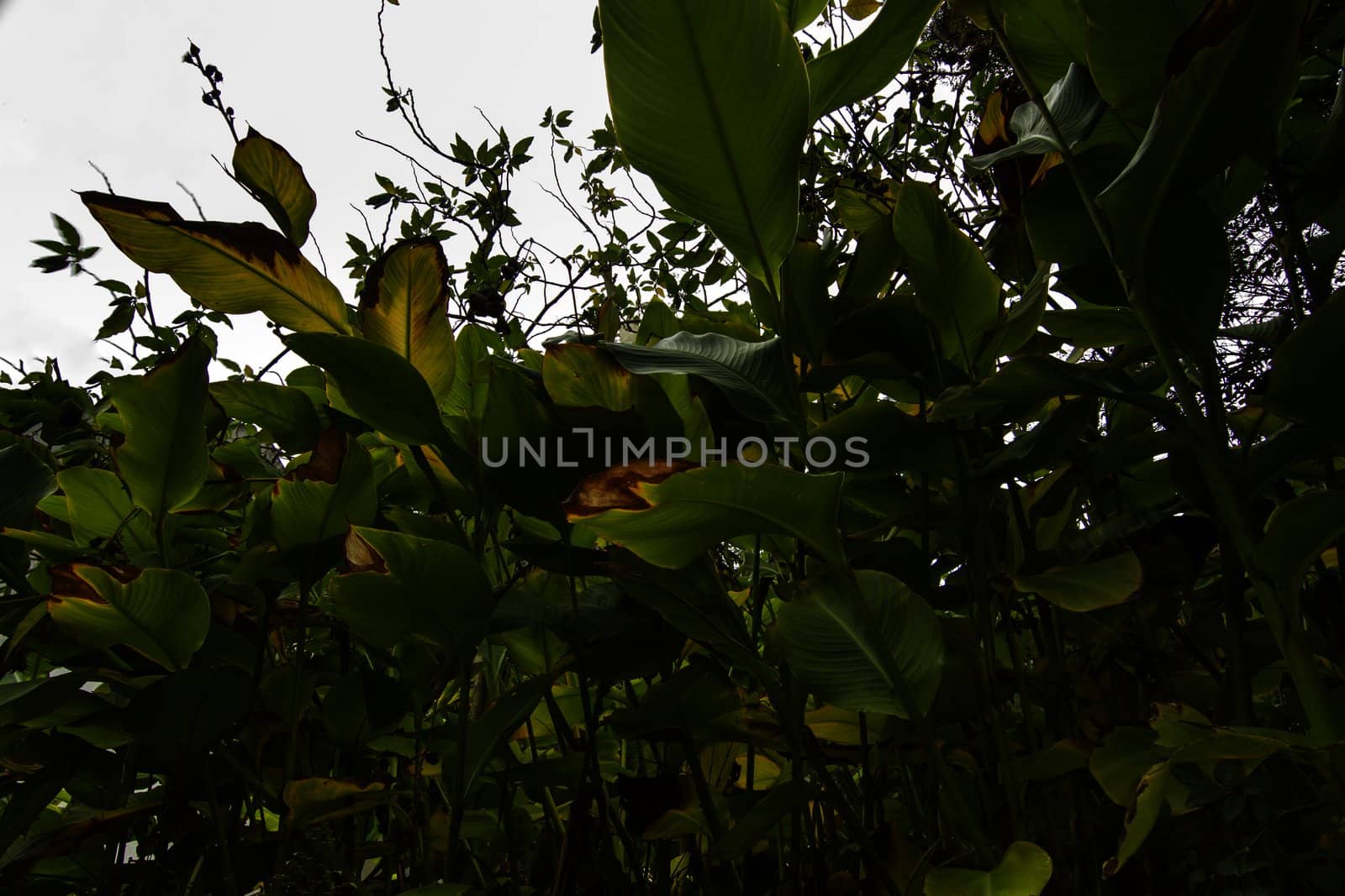 Close beneath view of a bunch of vegetation with broad lush leaf plants.