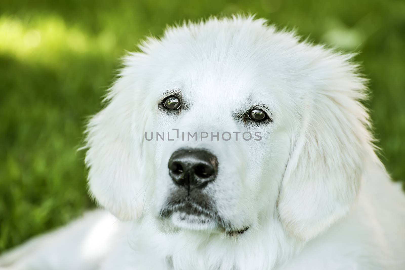 Portrait of a young golden retriever outside in spring