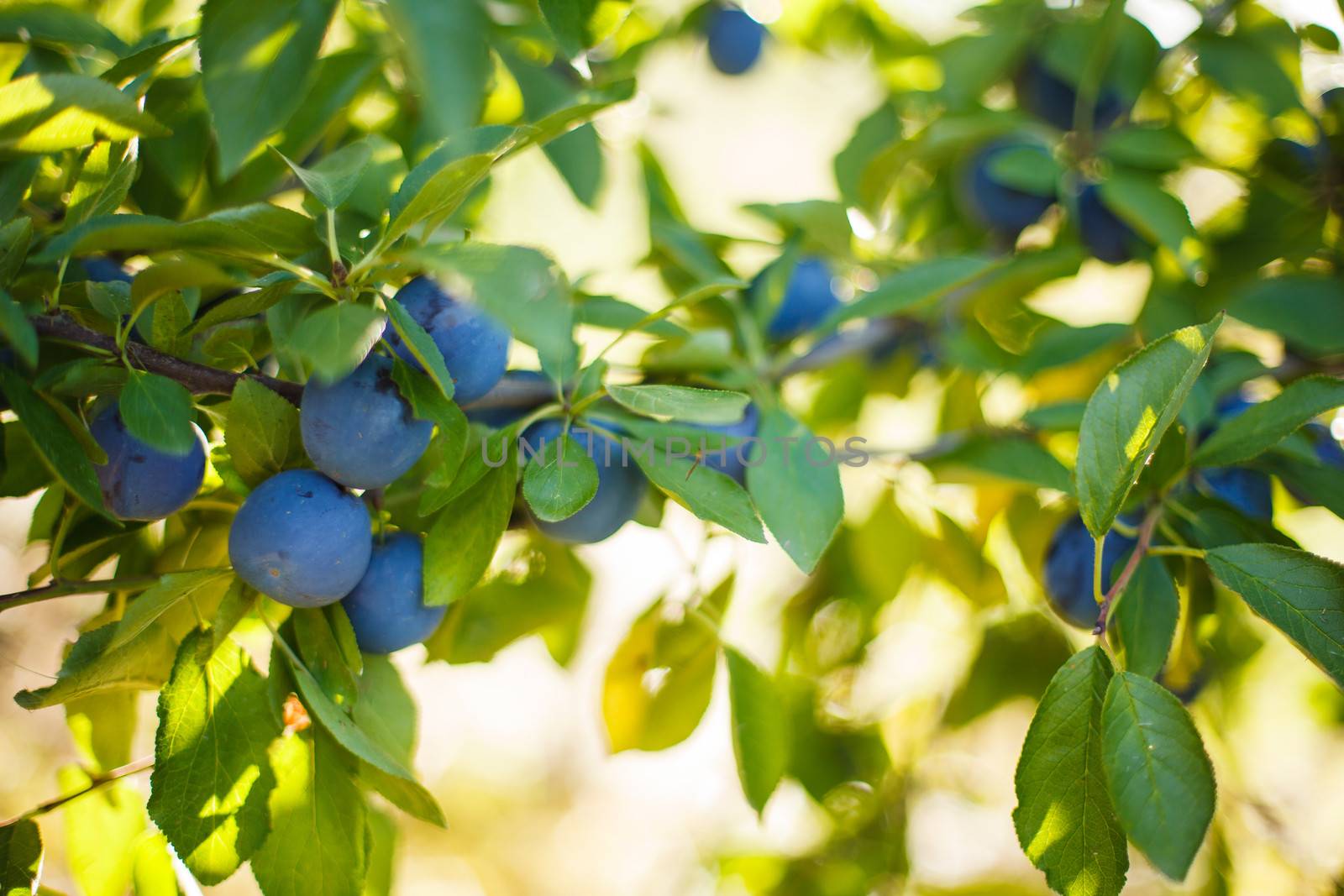 Prune tree ready for harvesting