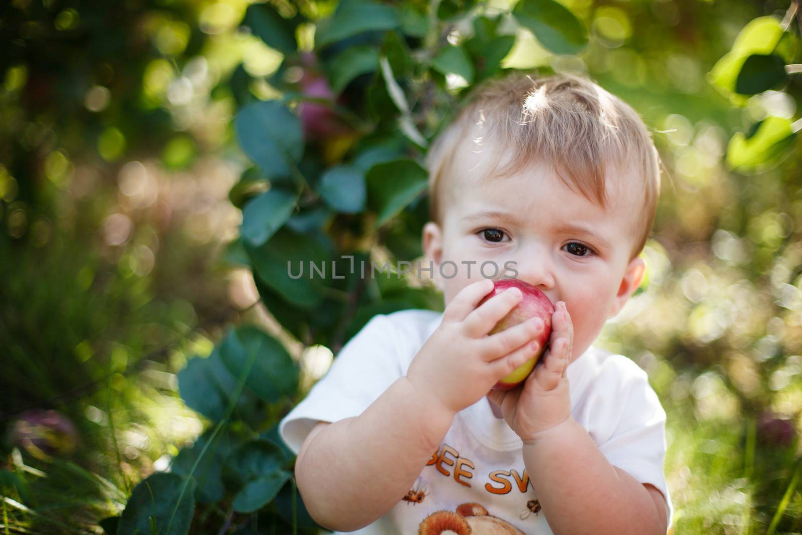 Baby eating a red apple in an orchard