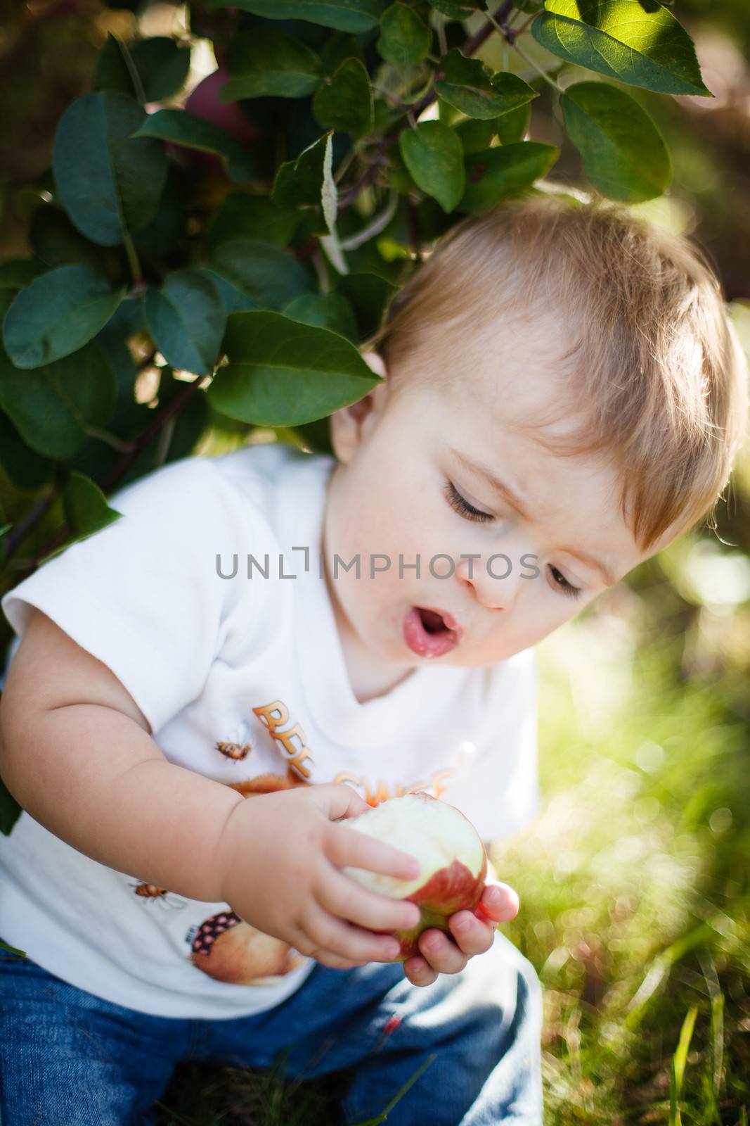 Baby eating a red apple in an orchard