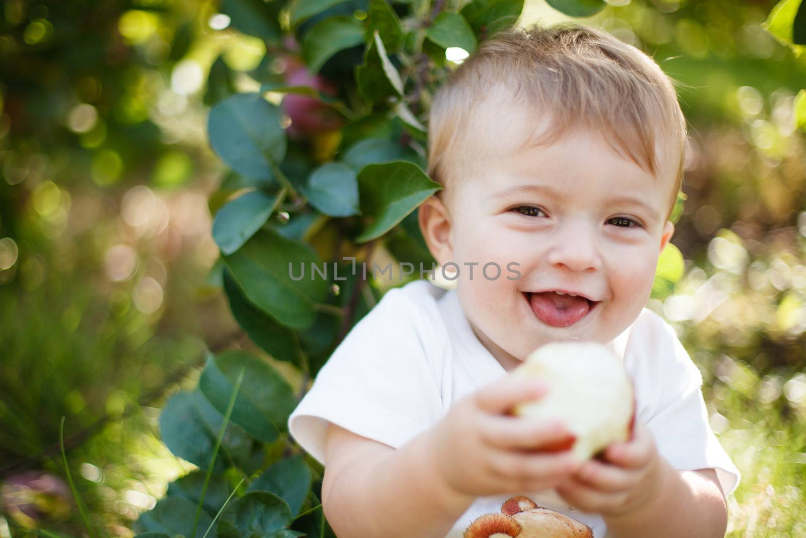 Baby eating a red apple in an orchard