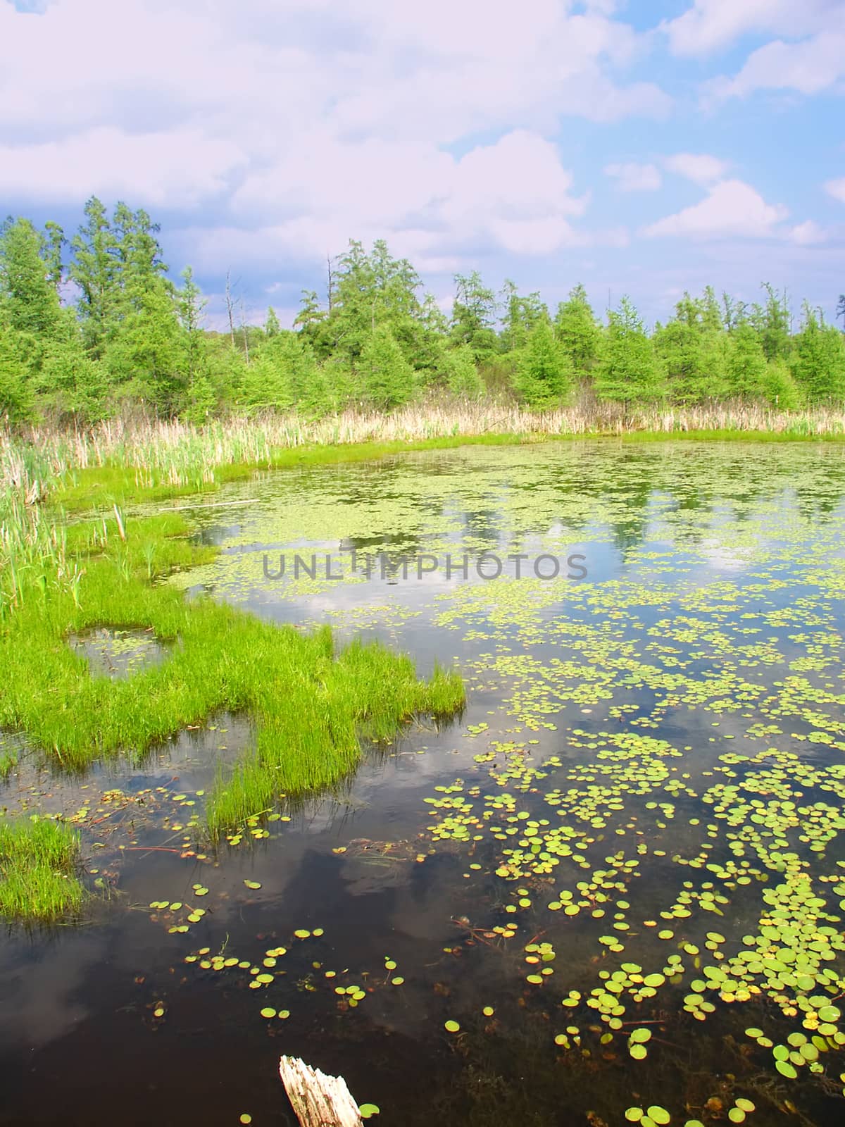 Volo Bog State Natural Area by Wirepec