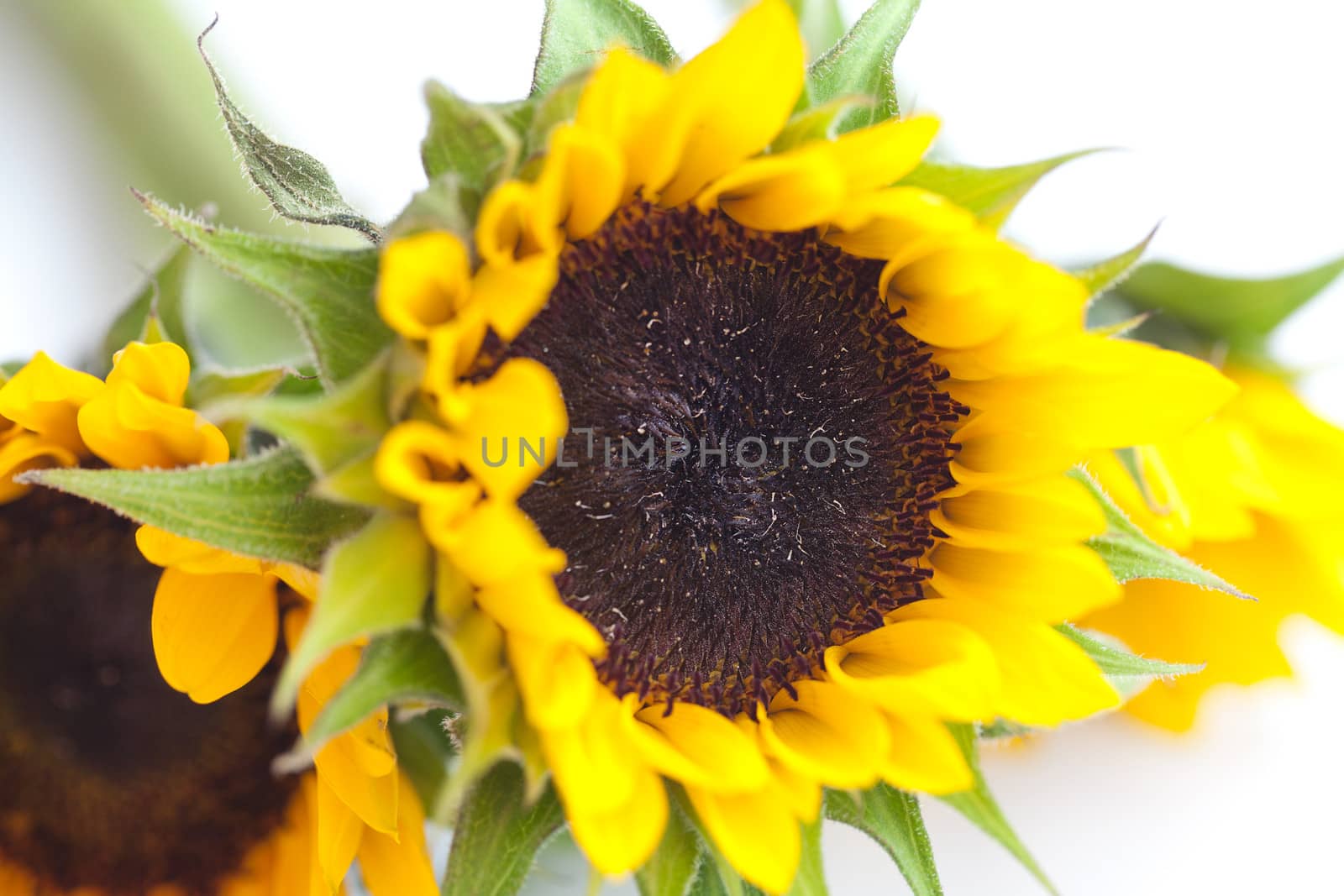 bouquet of three sunflowers isolated on white