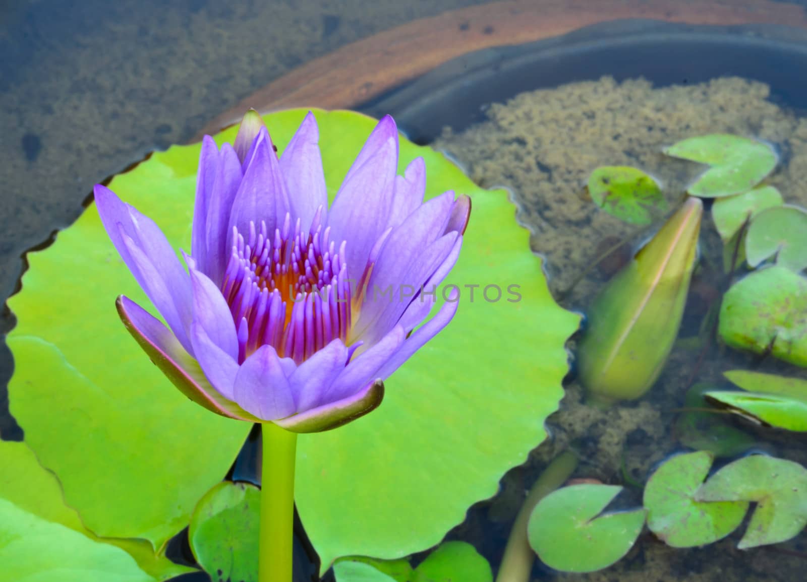 Purple Water Lily and green leaves