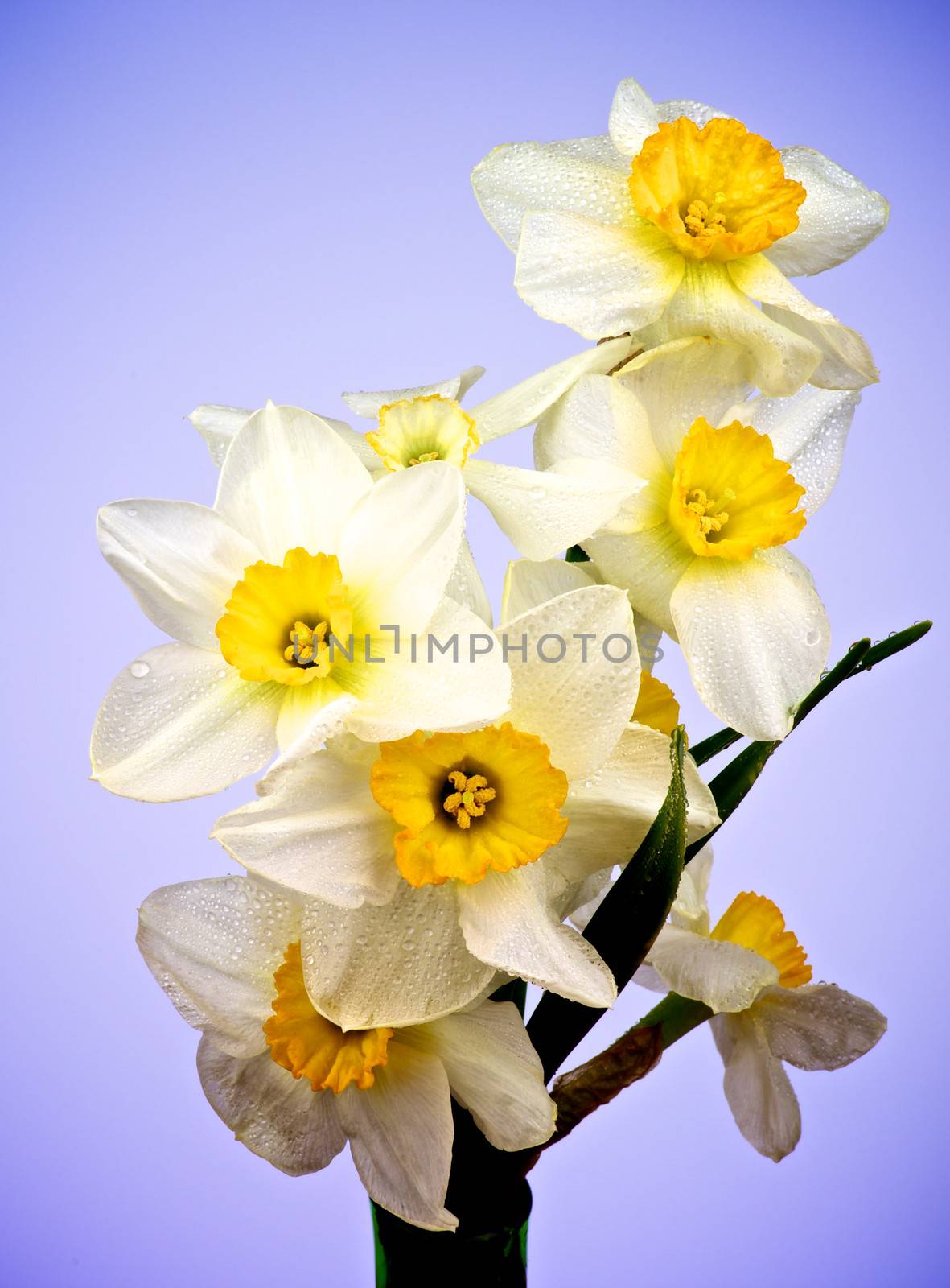 Arrangement of Beautiful White Yellow Daffodils with Droplets isolated on Purple background