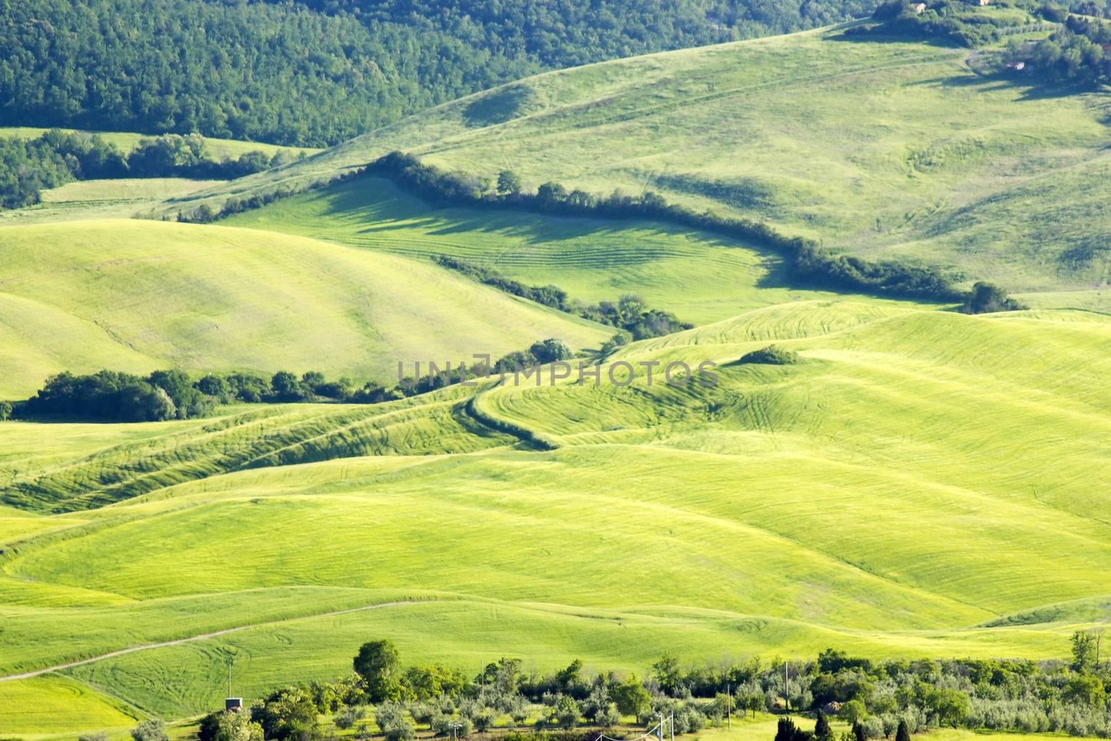 Green typical tuscan landscape in spring time