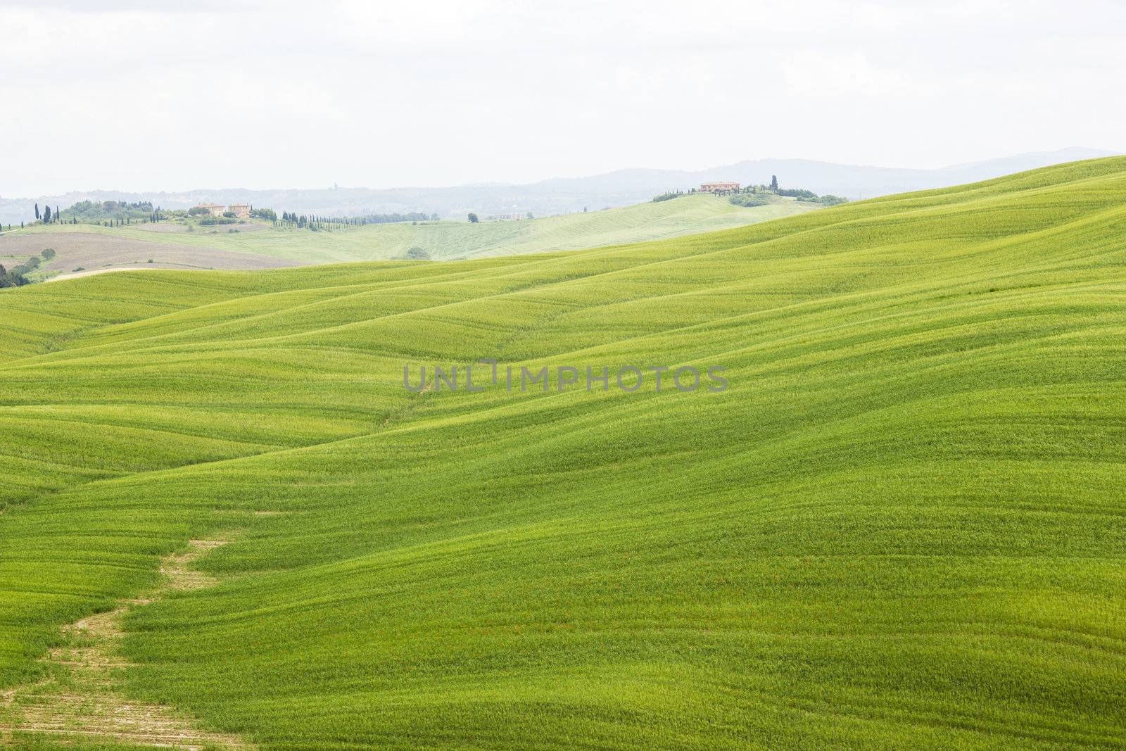 Green typical tuscan landscape in spring time