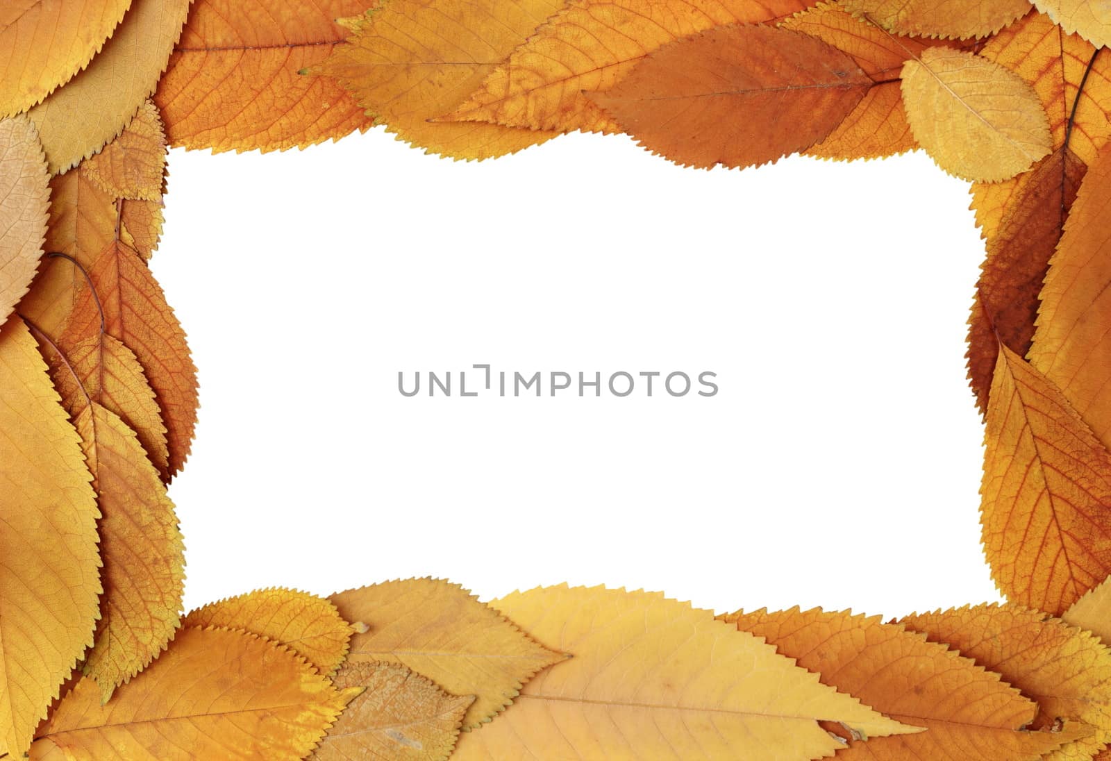 autumn frame by taviphoto