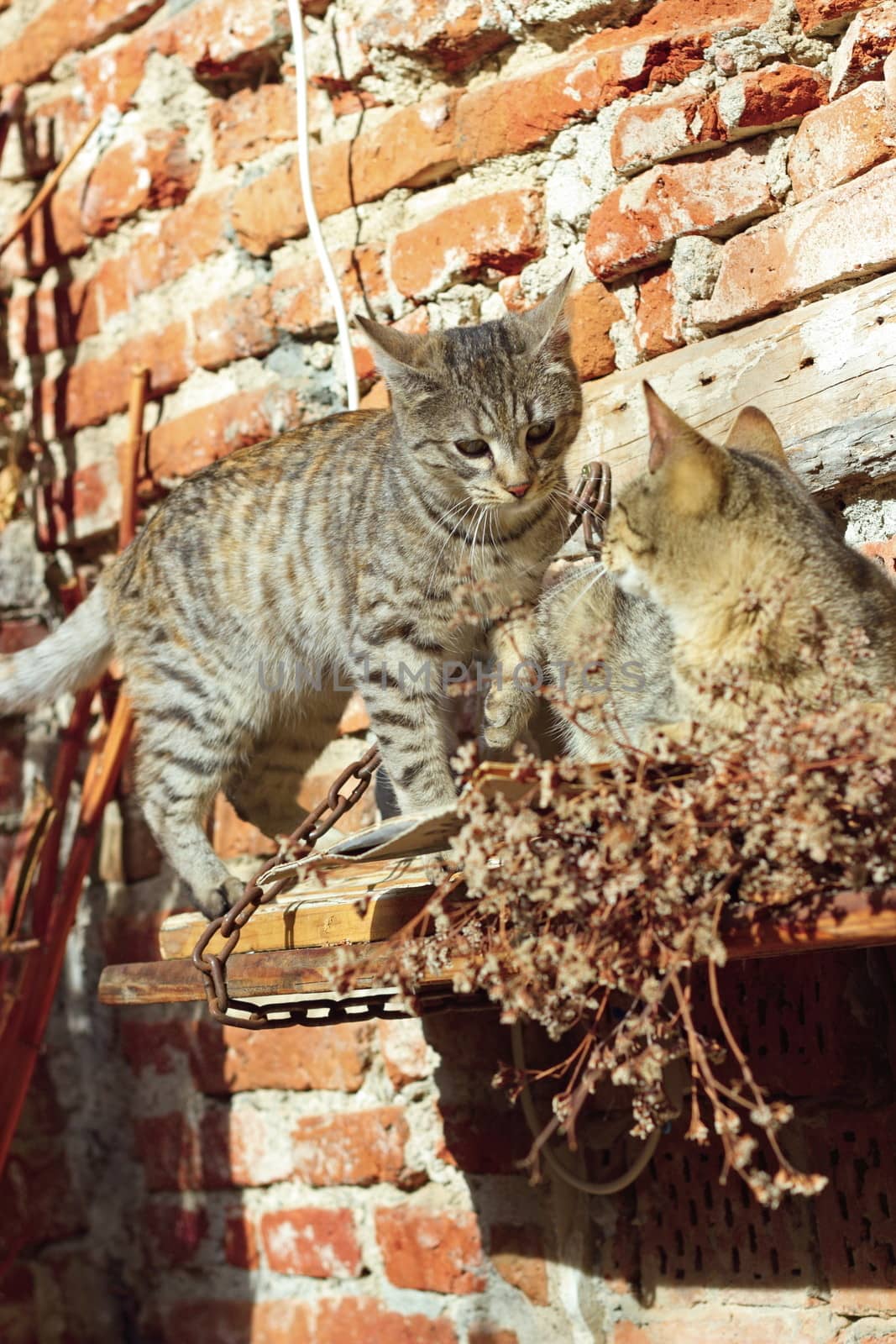 two young cats playing outside near a grunge wall