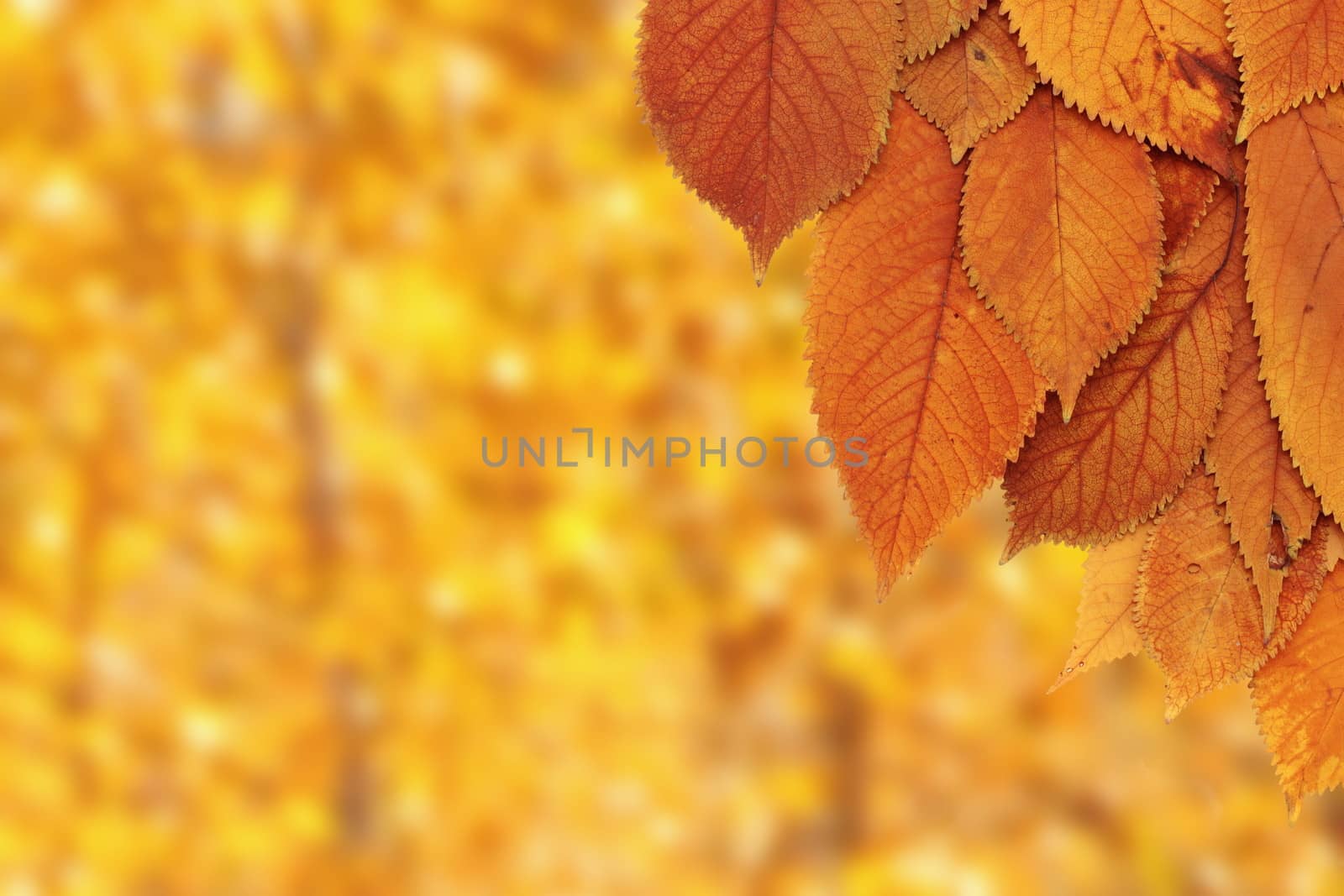 golden cherry leaves on a tree over beautiful autumn forest background