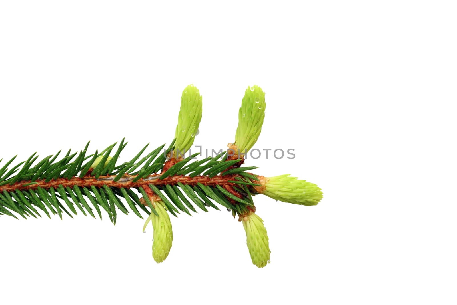 fir branch with buds by taviphoto