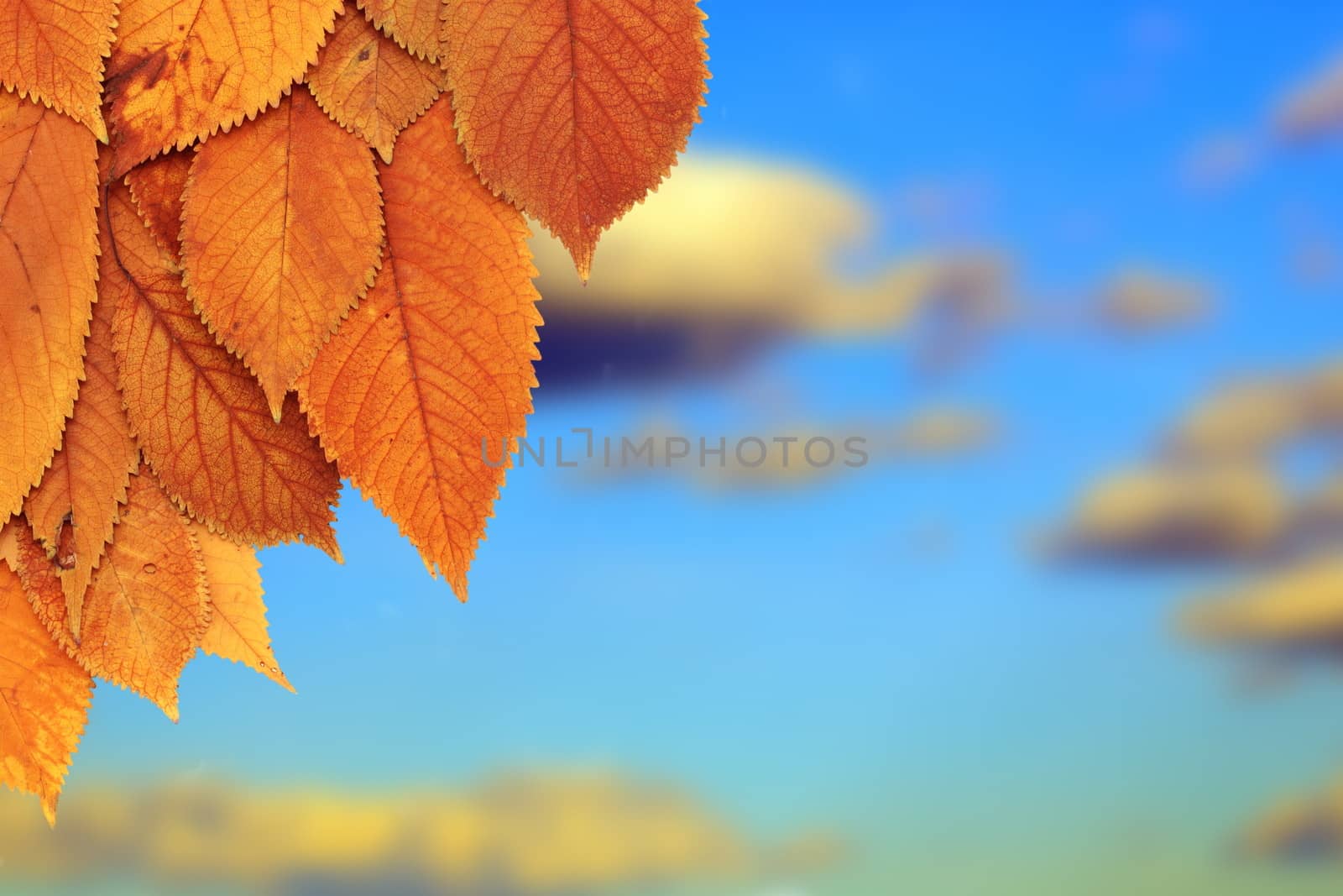 beautiful golden leaves from a cherry tree in autumn - sky background