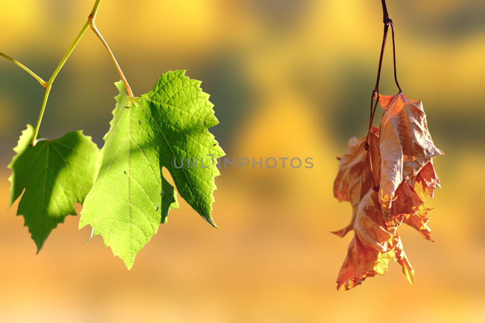 concept of life and death - two leaves in the vineyard over autumn background