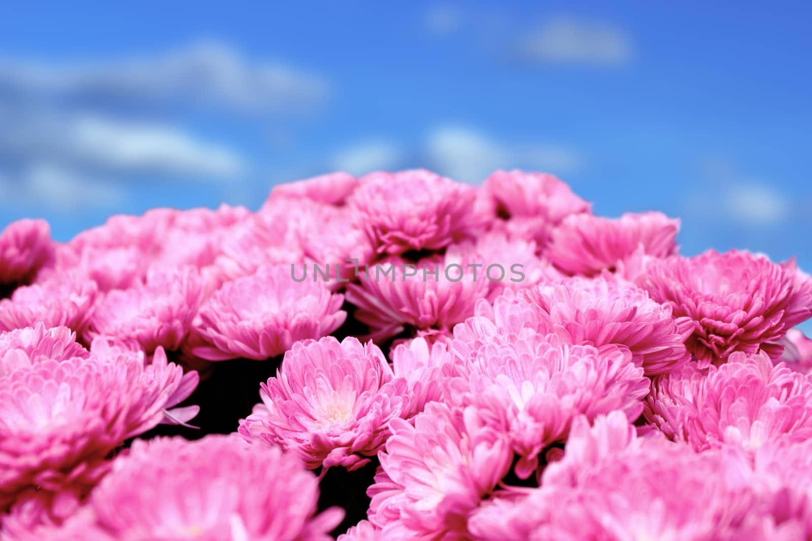 pink chrysanthemum bouquet by taviphoto