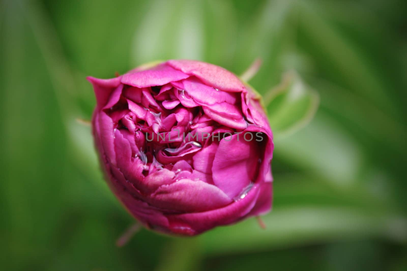 pink peony bud by taviphoto