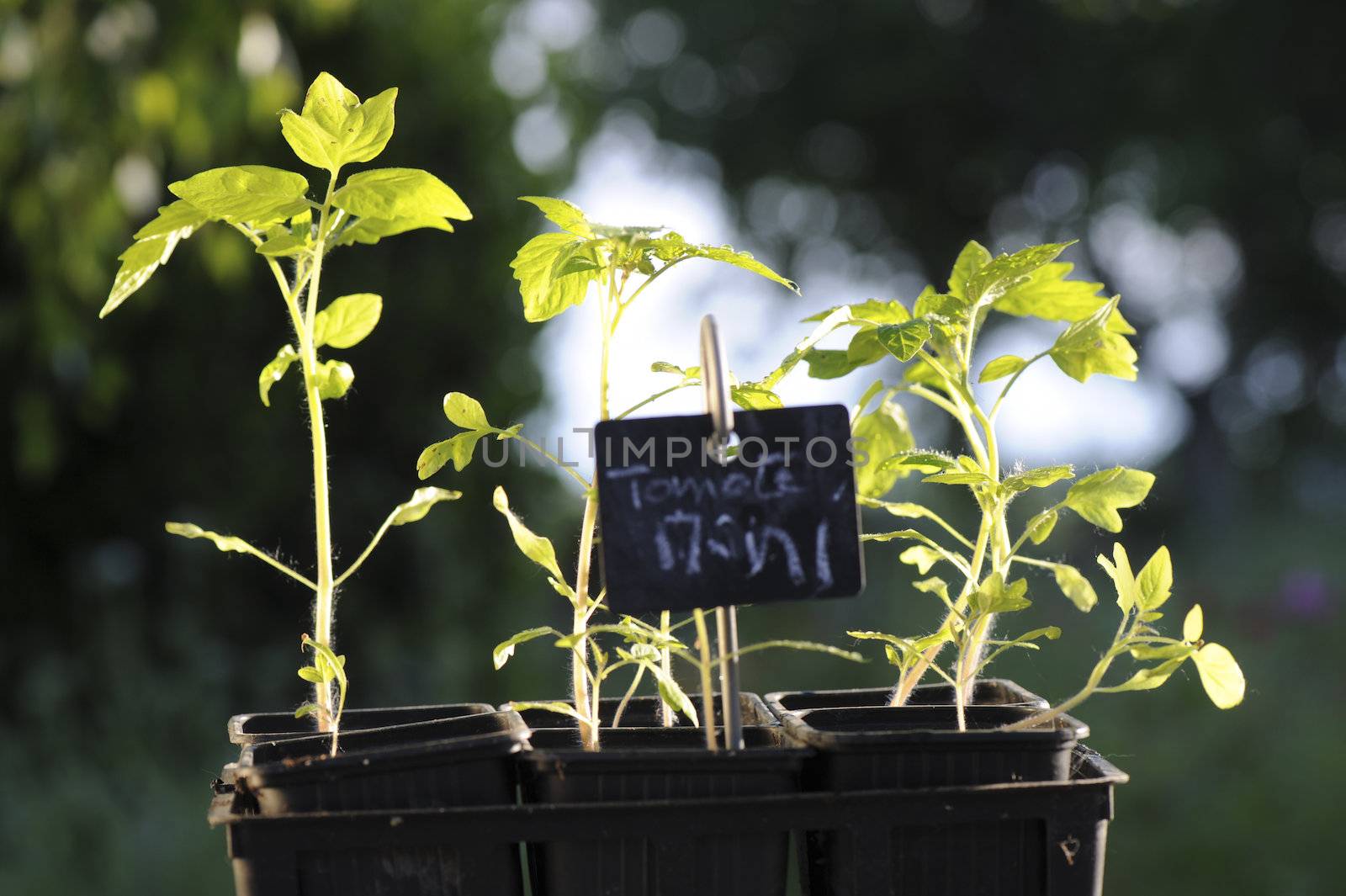 Semi de tomate dans leur pot avant la mise en terre dans le potager