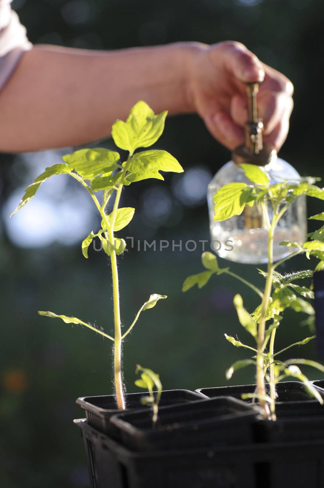 Arrosage semi tomate dans leur pot avec un pulv√©risateur